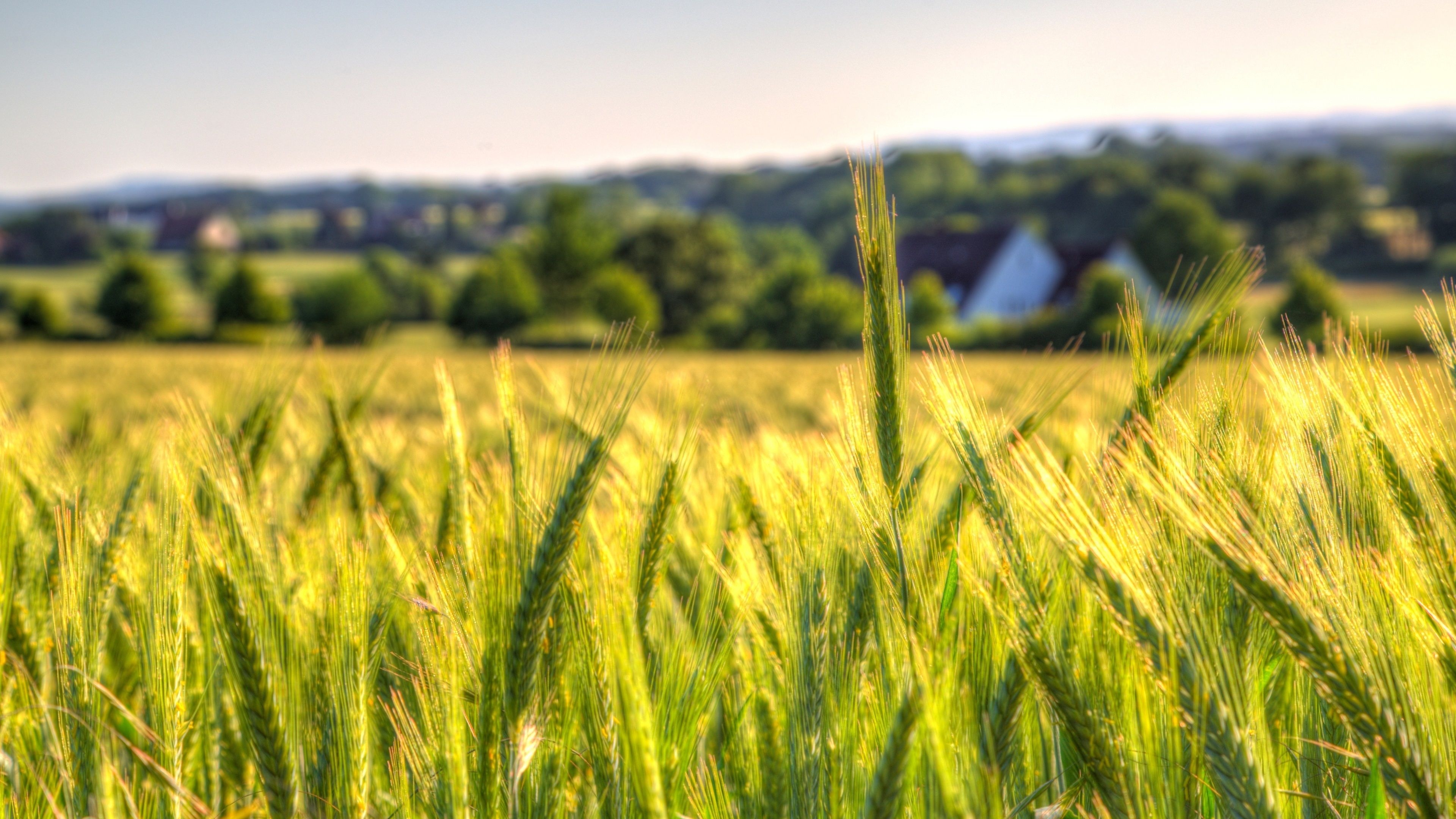 3840x2160 Wallpaper Wheat field, countryside, farm  UHD 4K Picture, Image, Desktop