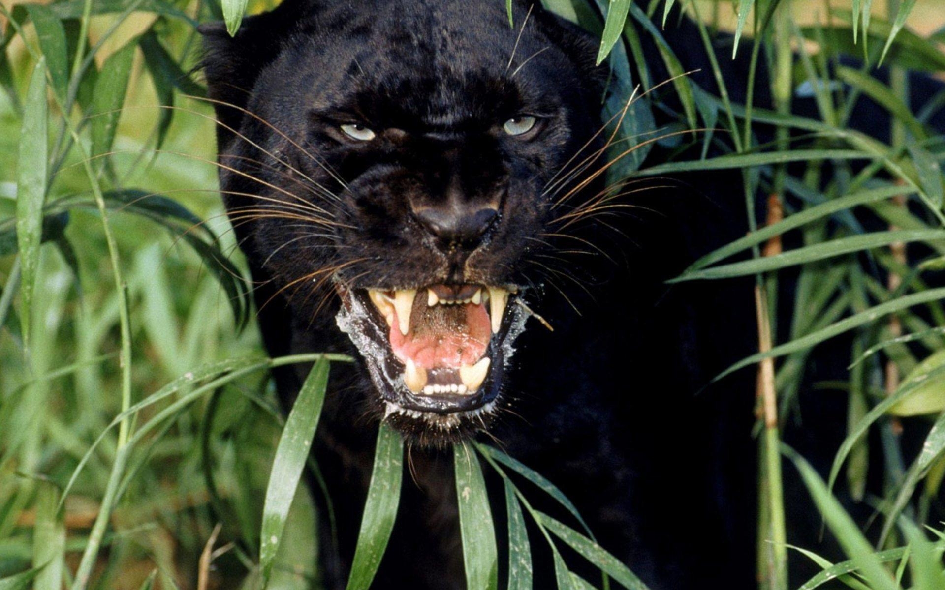1920x1200 Black Panther Wallpaper High Quality, Desktop