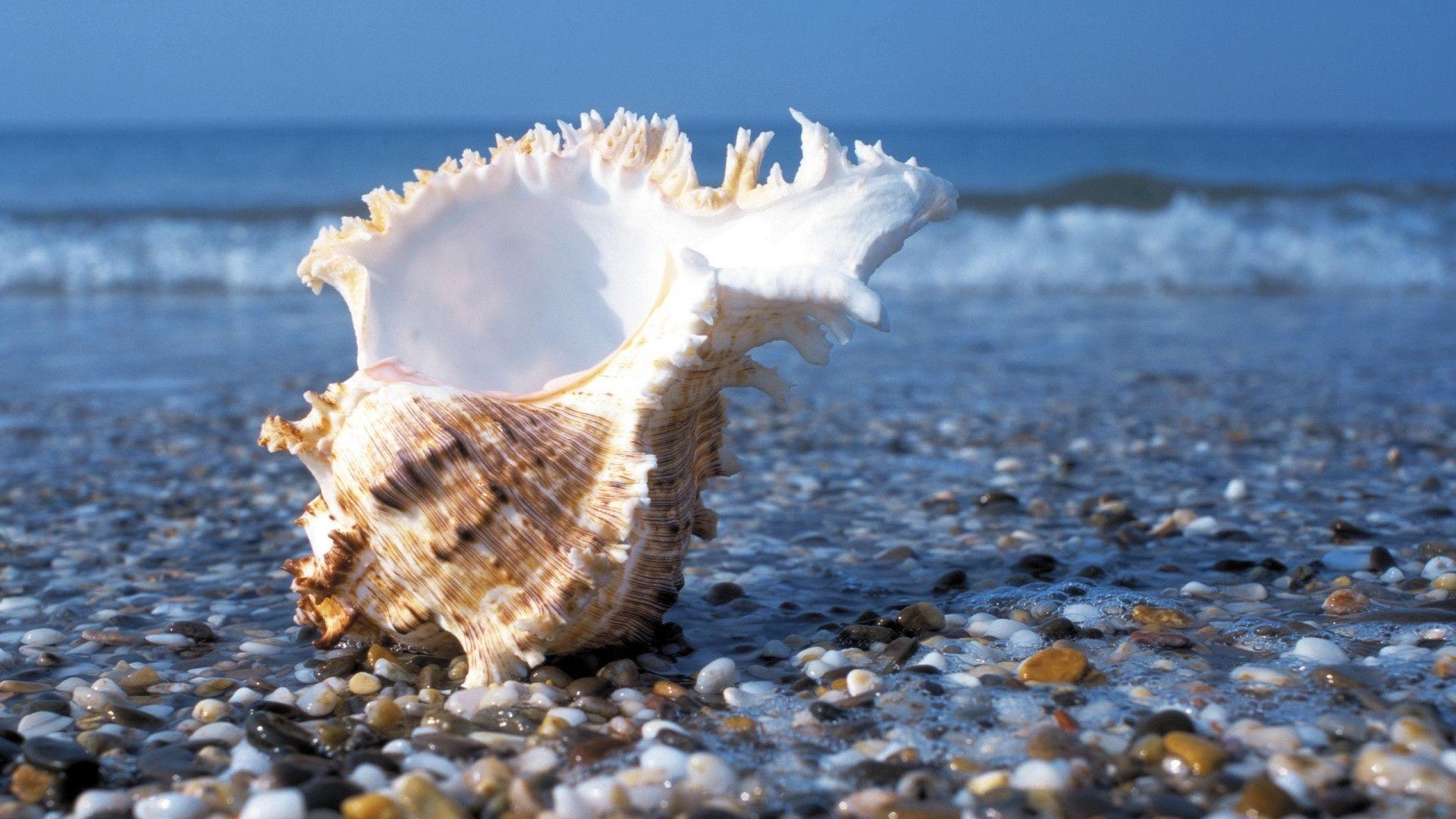 1920x1080 Seashell Stony Beach Wallpaper, Desktop