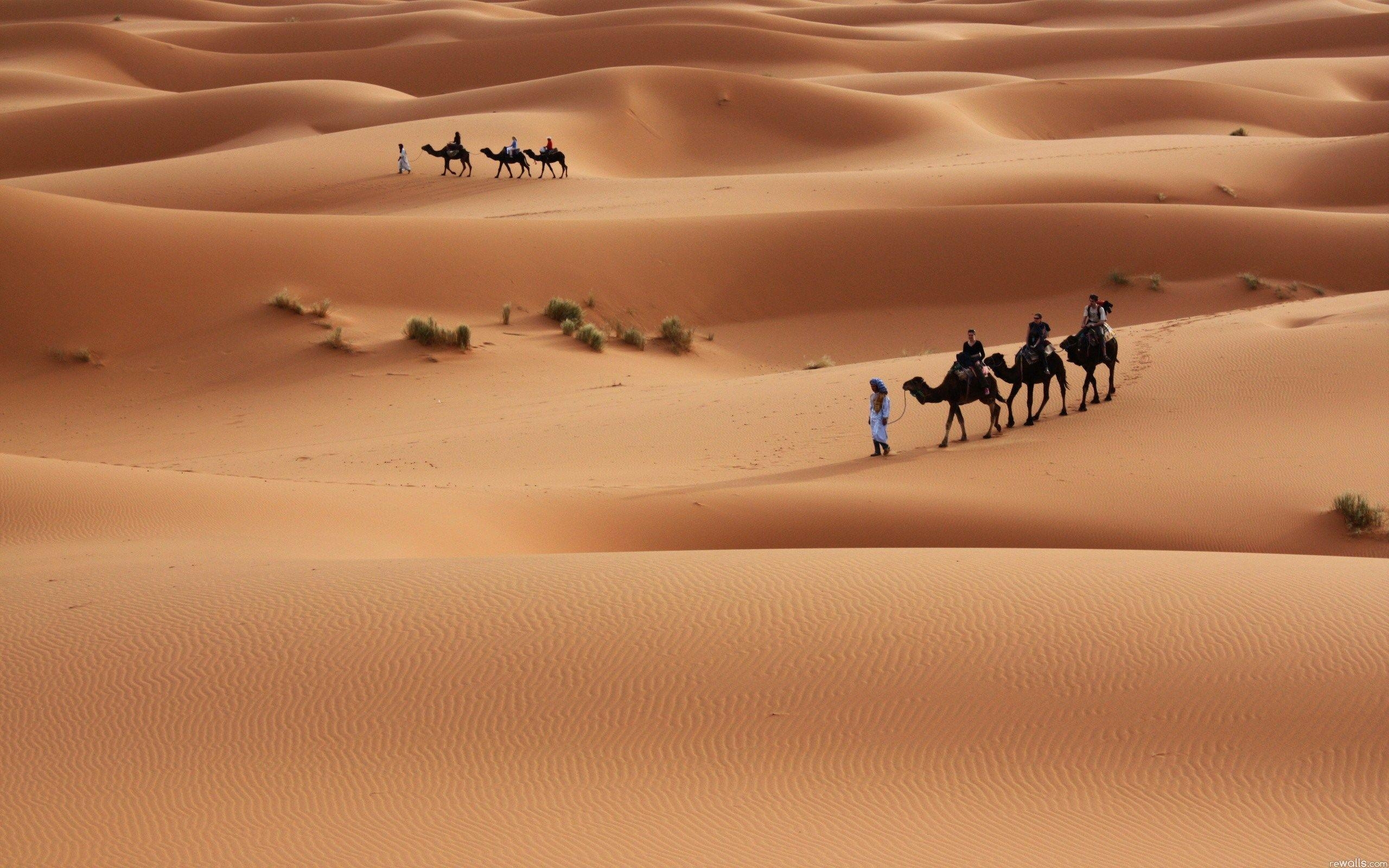 2560x1600 camel HD wallpaper. ololoshenka. HD wallpaper, Camel, Desktop