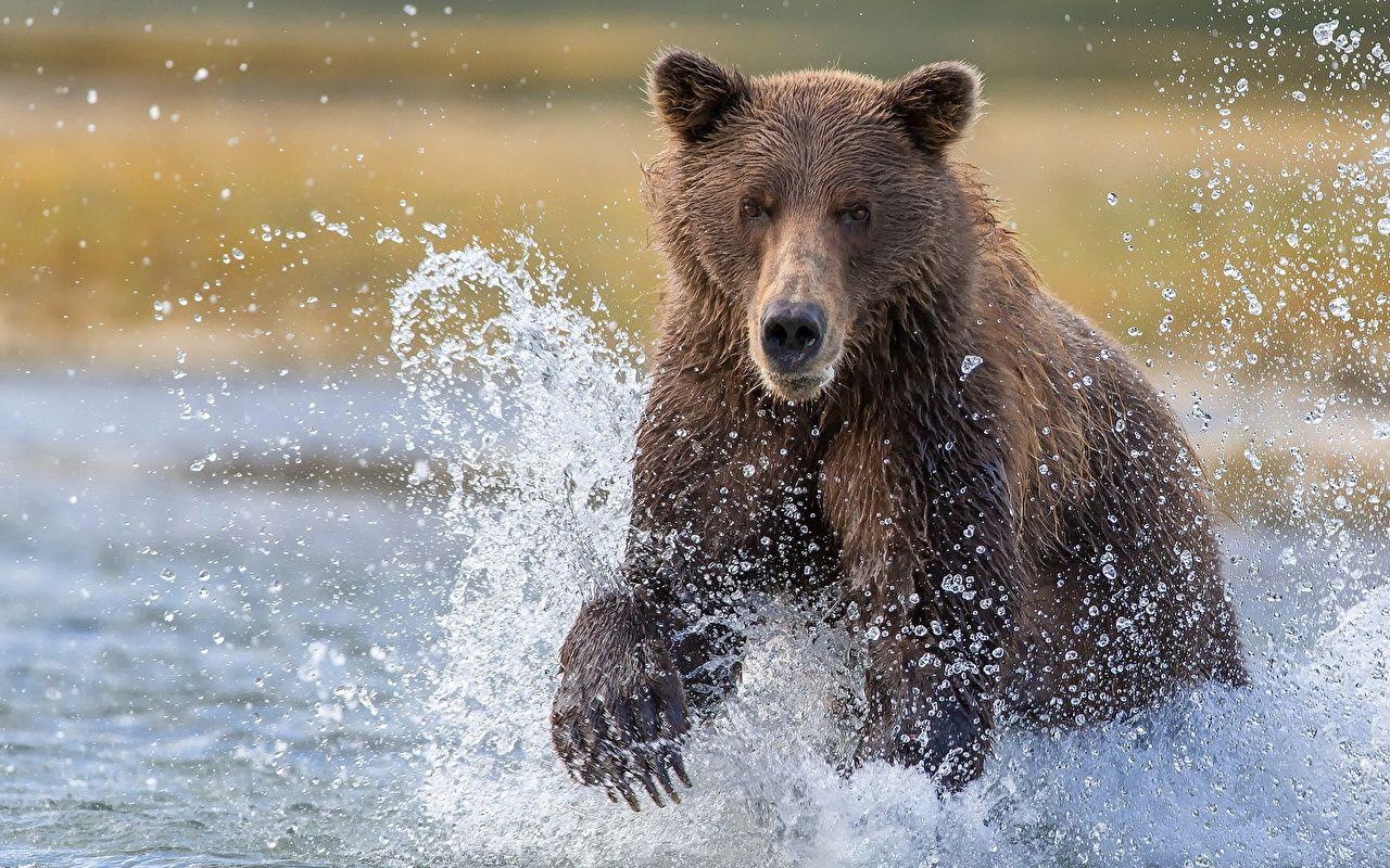 1280x800 Wallpaper Brown Bears Bears Katmai National Park Spray Animals, Desktop