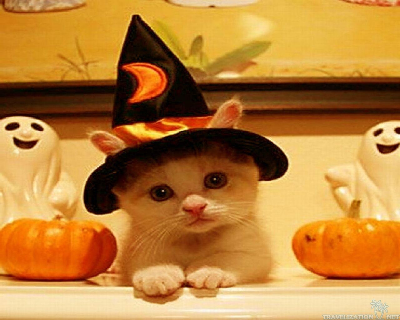 1280x1030 Cute Halloween Cat Desktop Background, Desktop