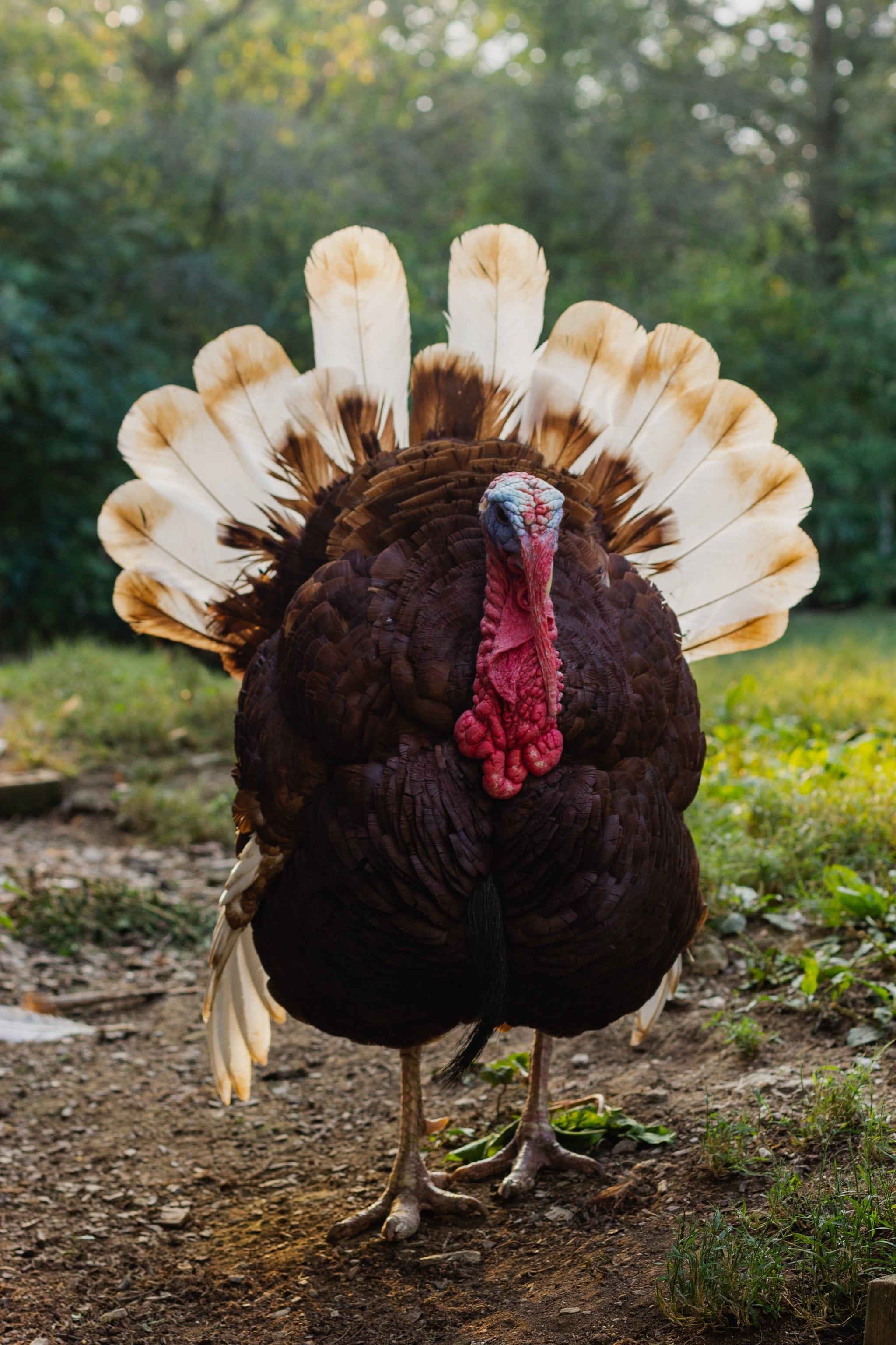 2050x3080 Turkey iPhone Wallpaper. The 45 Best Thanksgiving iPhone Wallpaper Ideas That'll Make You Feel Festive, Phone