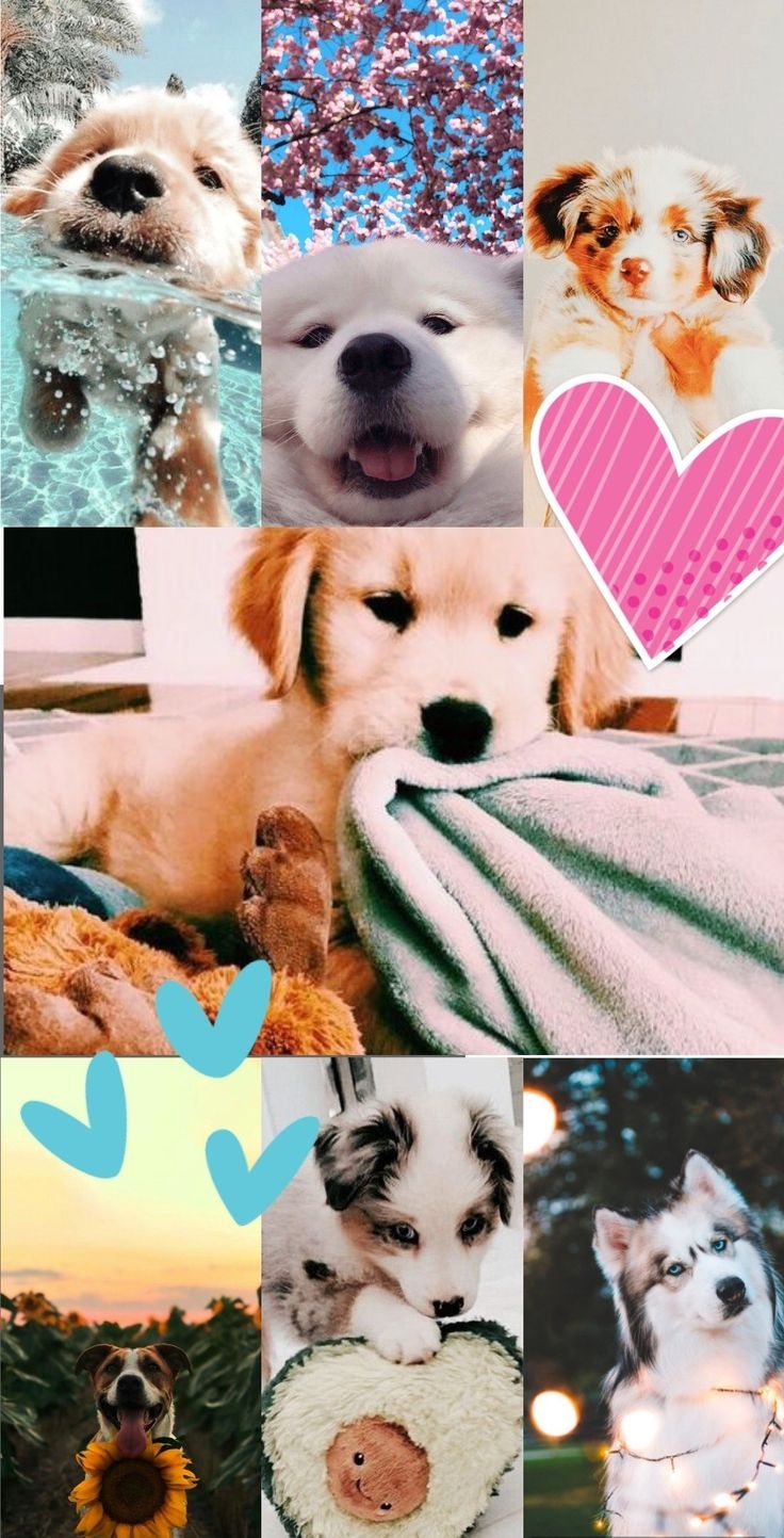 740x1450 Dog aesthetic wallpaper. Cute animals image, Dog wallpaper, Cute little animals, Phone