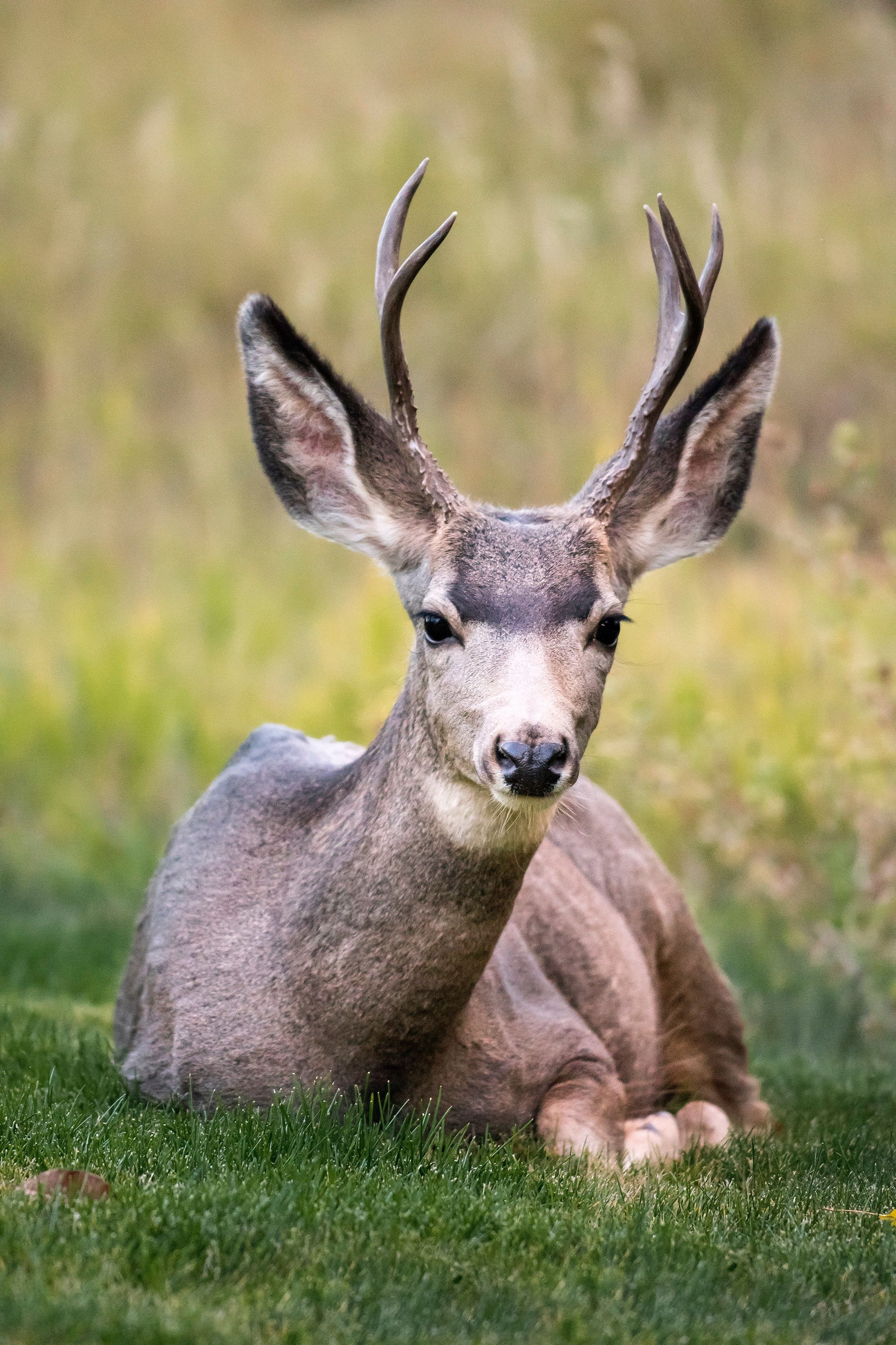 2200x3300 Download Big Buck Wallpaper FREE Wallpaper Collection, Phone