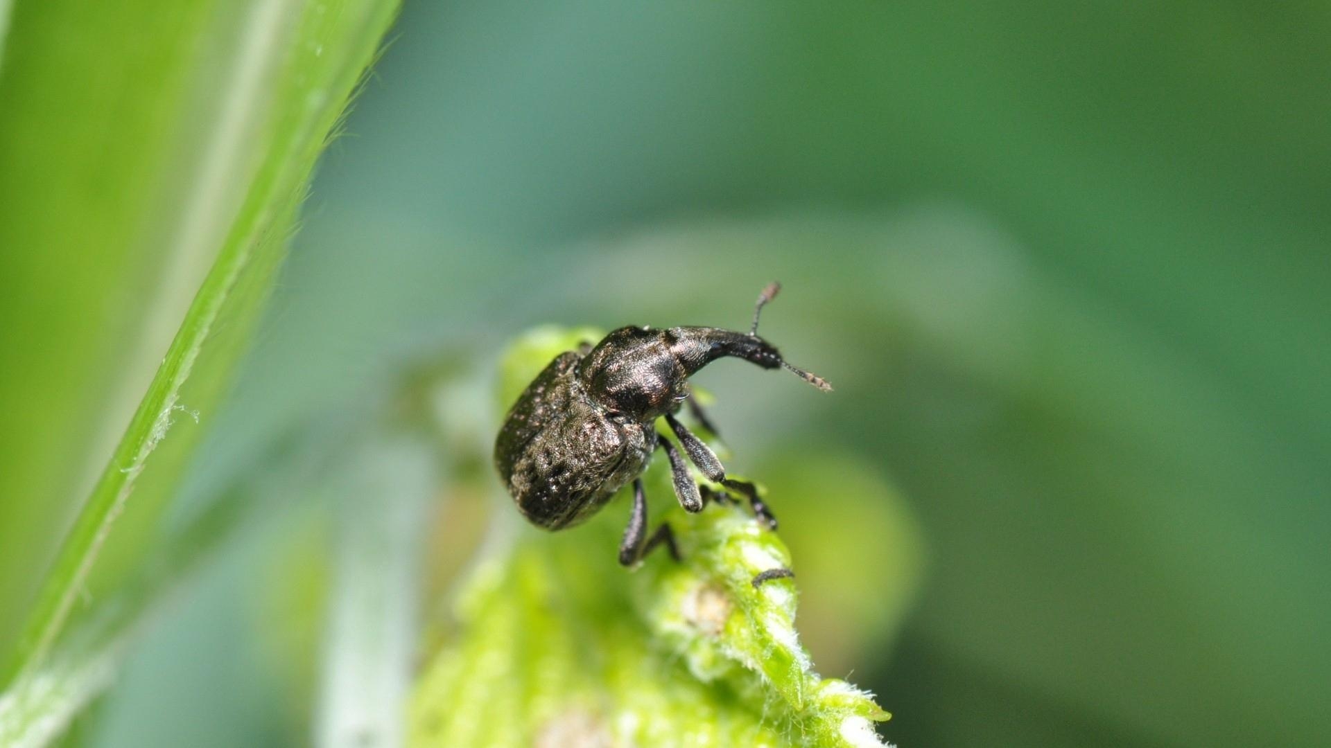 1920x1080 Download wallpaper  beetle, insect, grass, sitting, Desktop