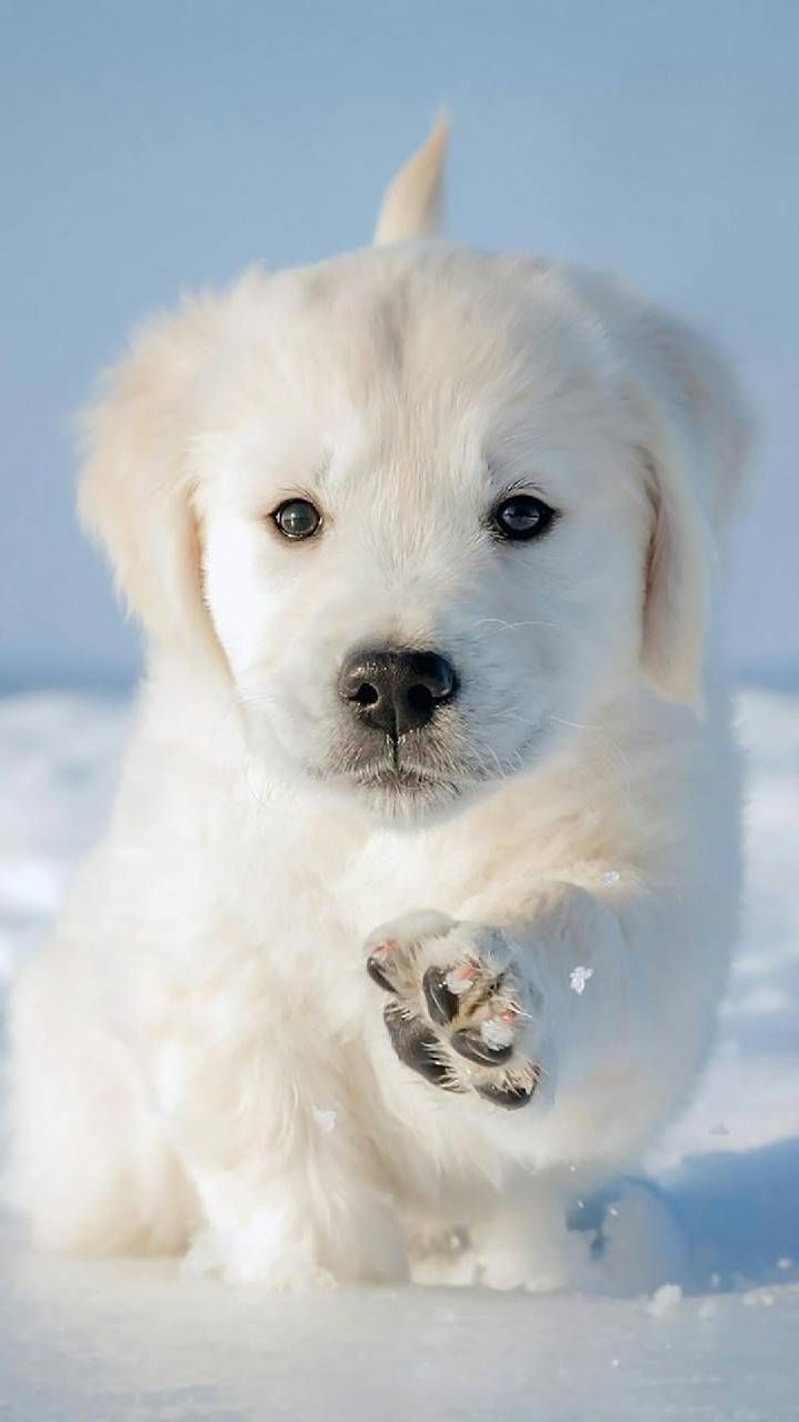 720x1280 Cute Dog Wallpaper, Phone