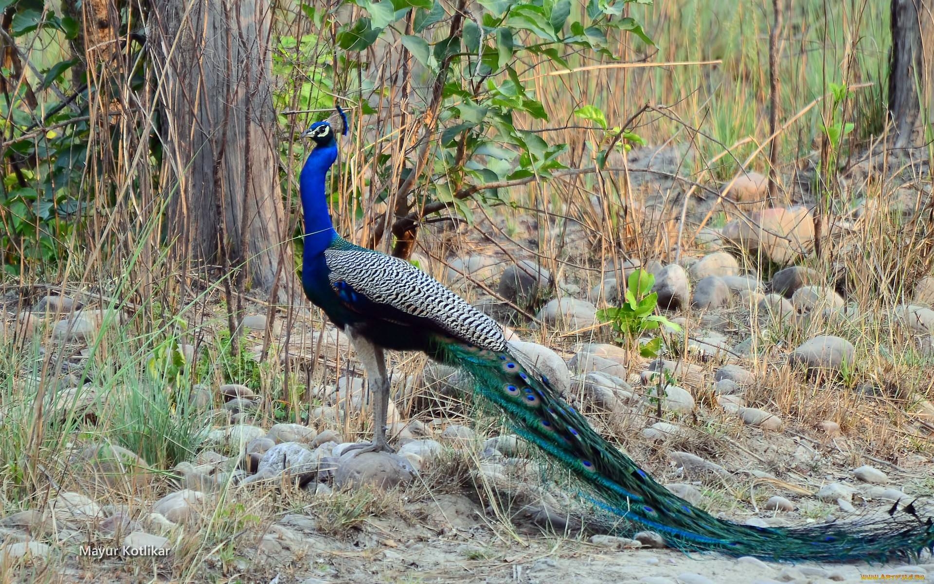 1920x1200 Peacock Wallpaper, Desktop