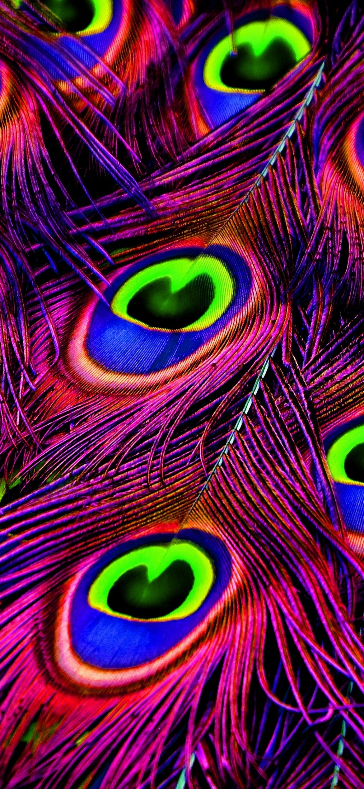 1170x2540 Peacock feather Wallpaper 4K, Plumage, Peacock Wheel, Purple, Vibrant, Photography, Phone