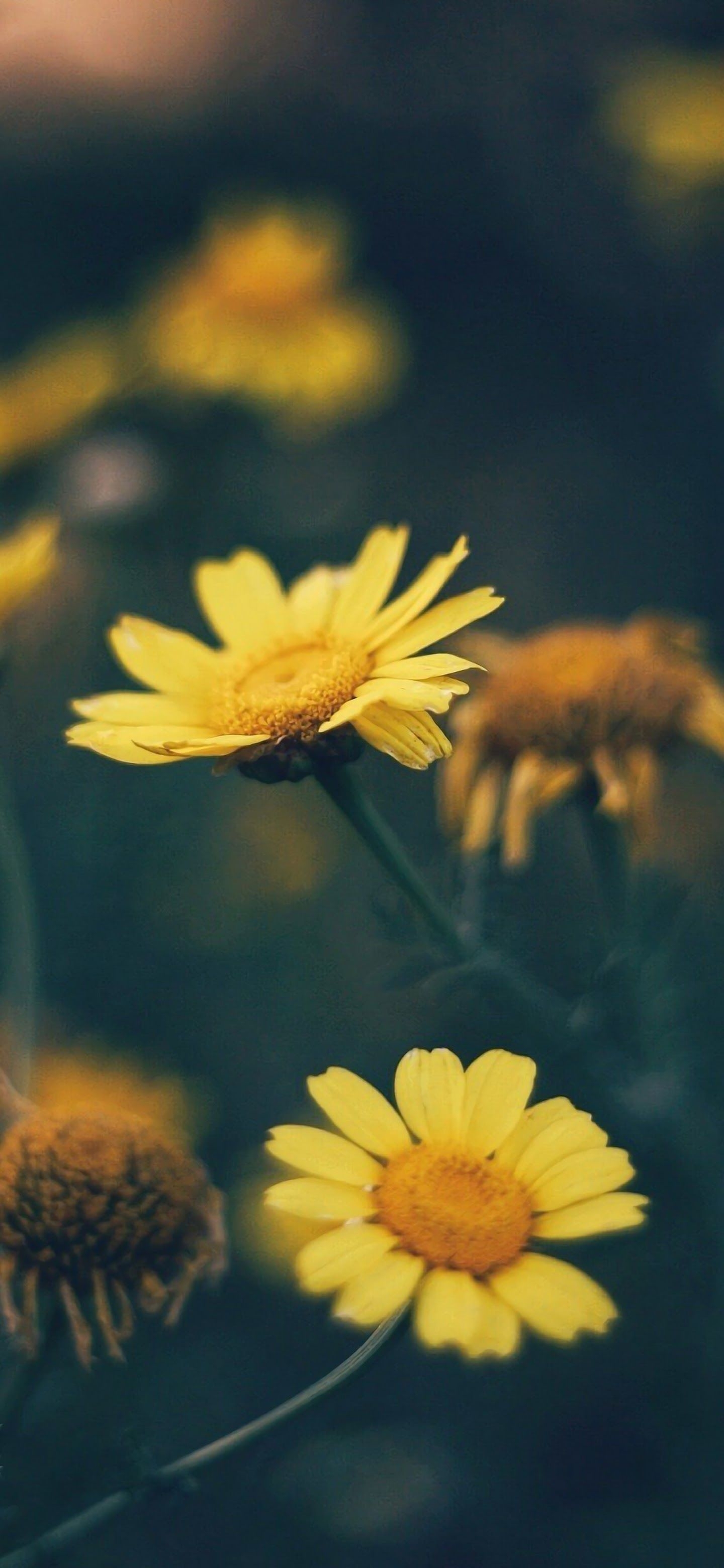 1440x3120 Yellow Daisy Flower Nature 4K Wallpaper, Phone