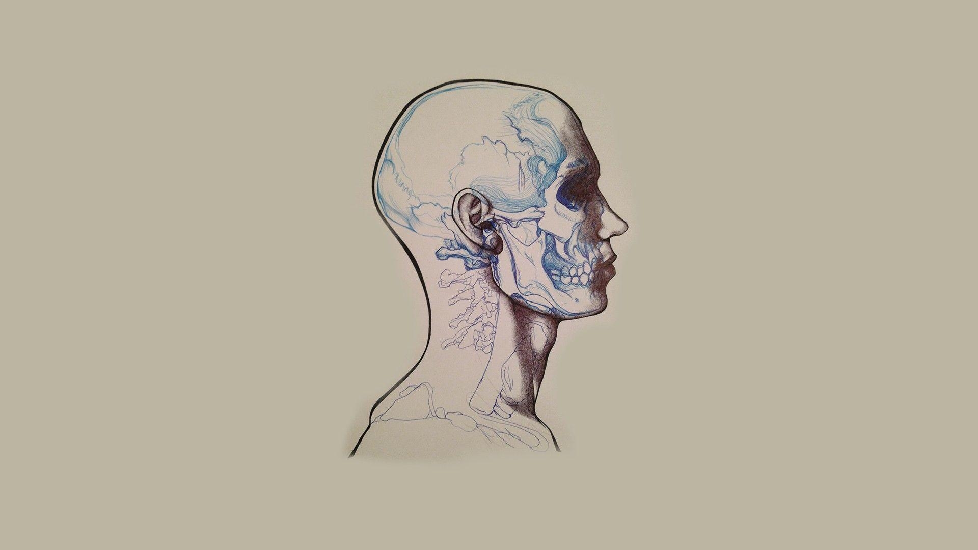 1920x1080 Anatomy Drawing desktop PC and Mac wallpaper, Desktop