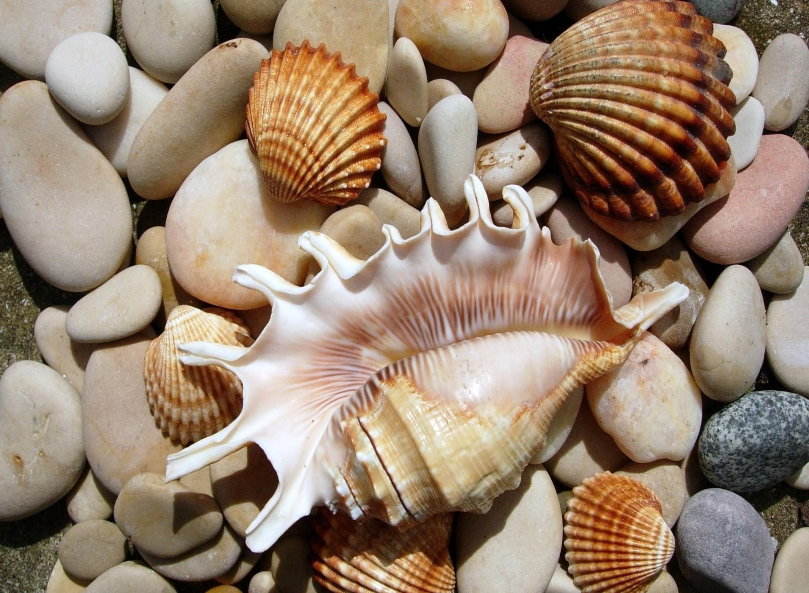 2620x1920 Sea Shells By The Sea Wallpaper, Desktop