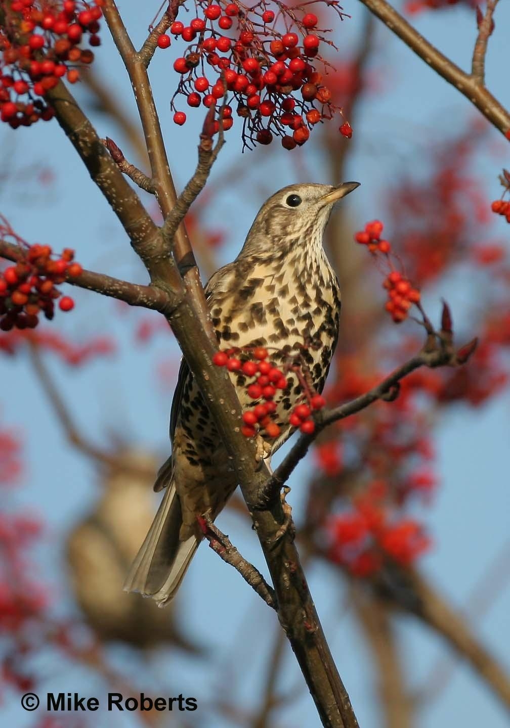 1010x1440 Halton: Identifying Song Thrushes), Phone