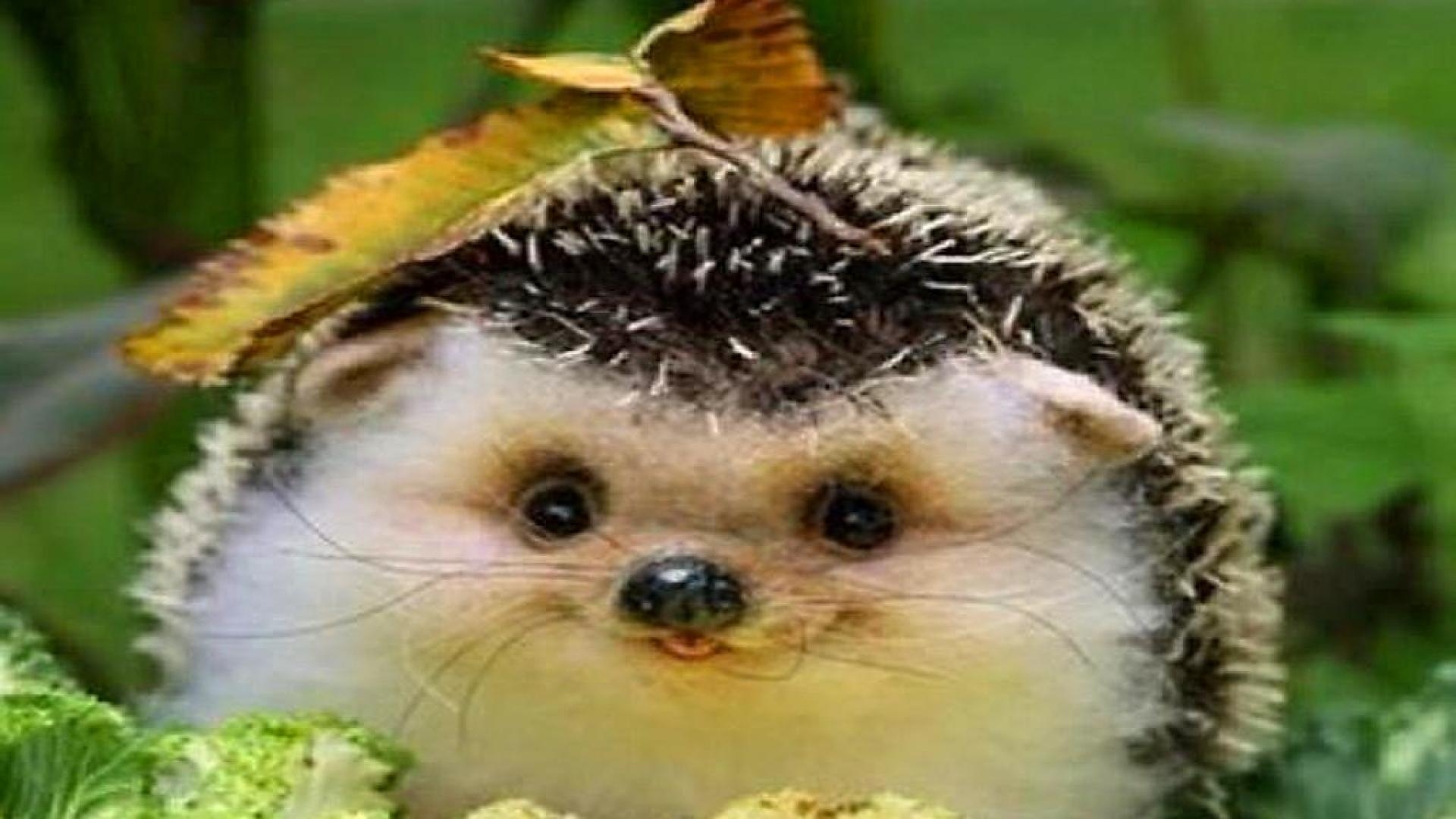 1920x1080 Hedgehog Wallpaper.com, Desktop