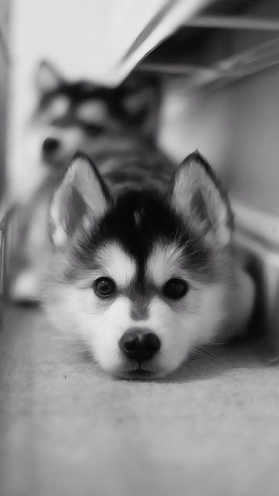 1080x1920 Husky Puppies iPhone Wallpaper Free Husky Puppies iPhone Background, Phone