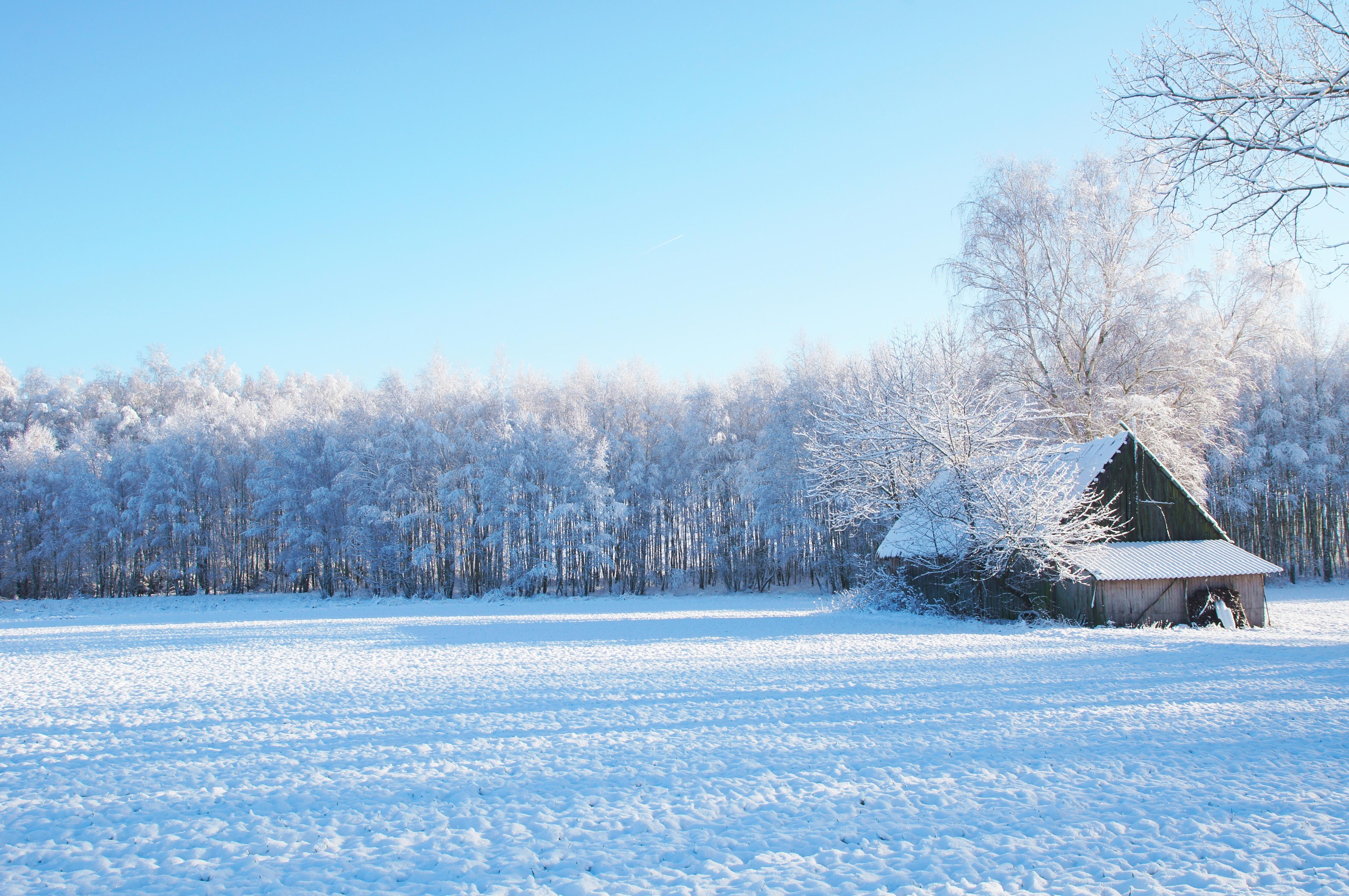 4240x2820 Free photo: Winter Landscape, Grass, Ice Download, Desktop