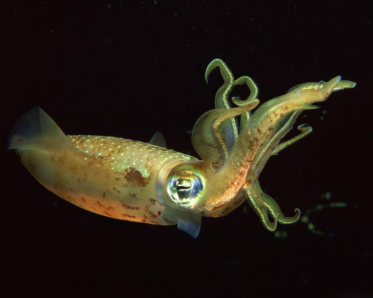 1280x1030 Download Squid Deep Wallpaper, Desktop