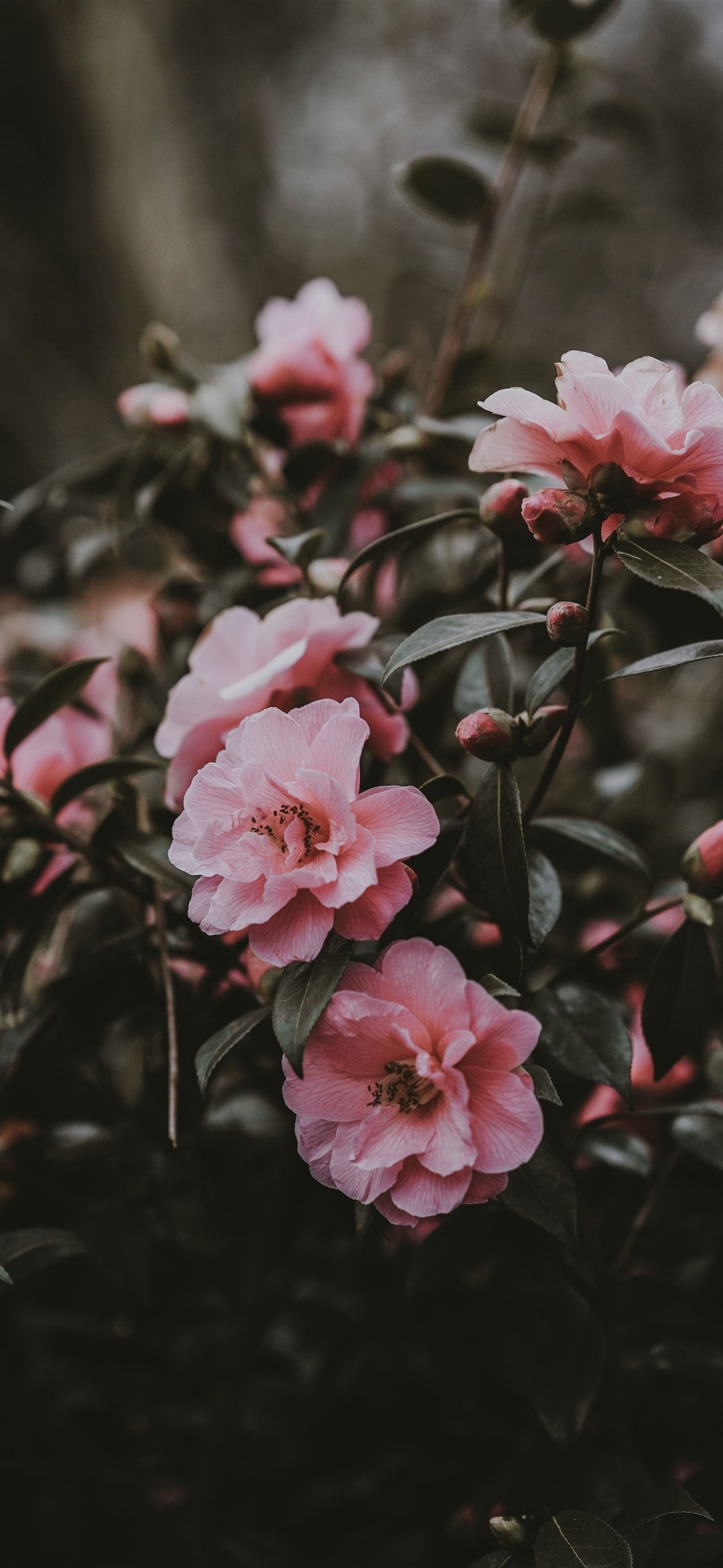 1130x2440 Wallpaper Pink camellia, flowers, spring 5120x2880 UHD 5K Picture, Image, Phone