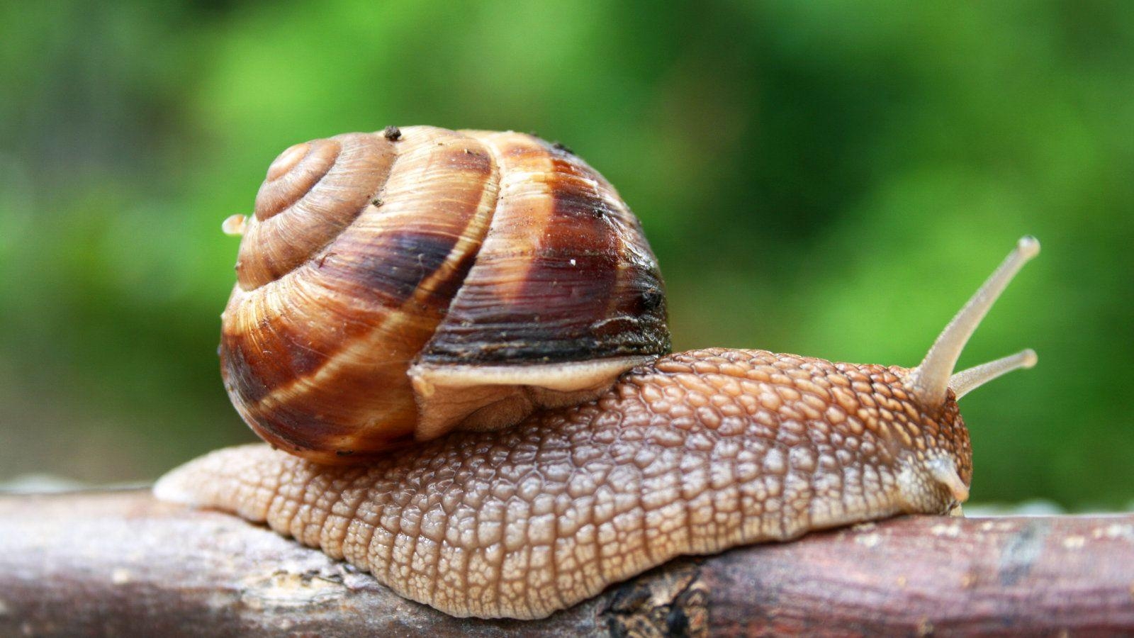 1600x900 Snail wallpaper, CGI, HQ Snail pictureK Wallpaper, Desktop