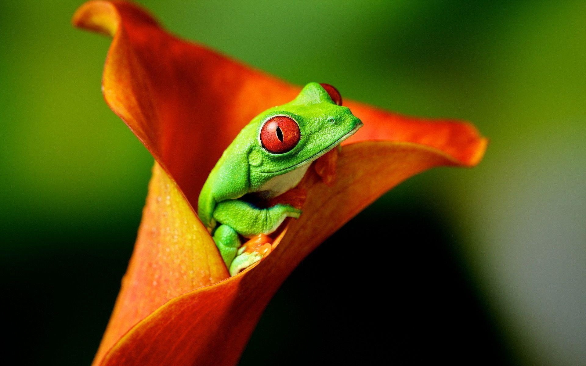 1920x1200 Tree frog HD Wallpaper, Desktop