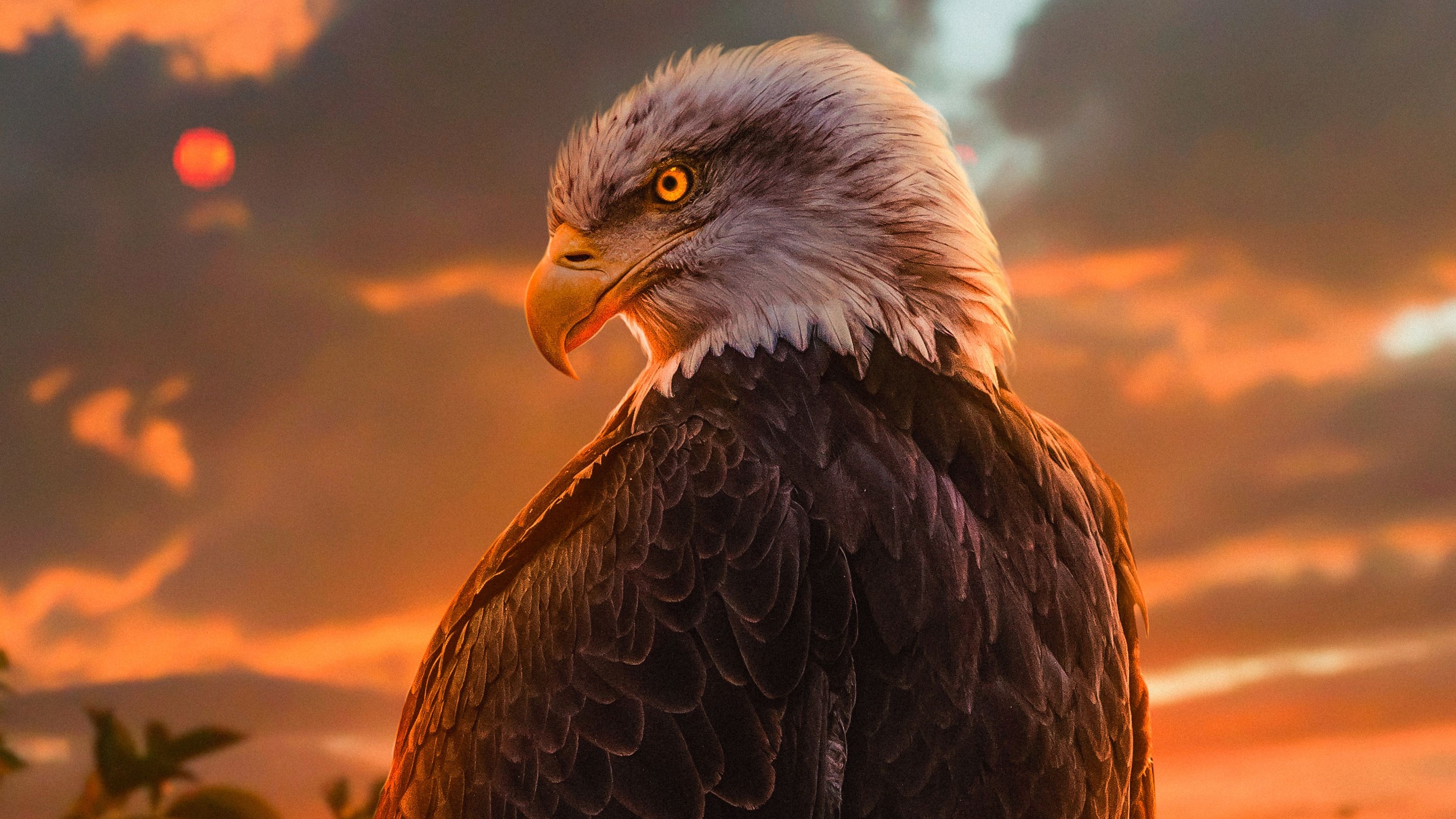 3260x1840 Wild Bald Eagle 4k, HD Birds, 4k Wallpaper, Image, Background, Photo and Picture, Desktop