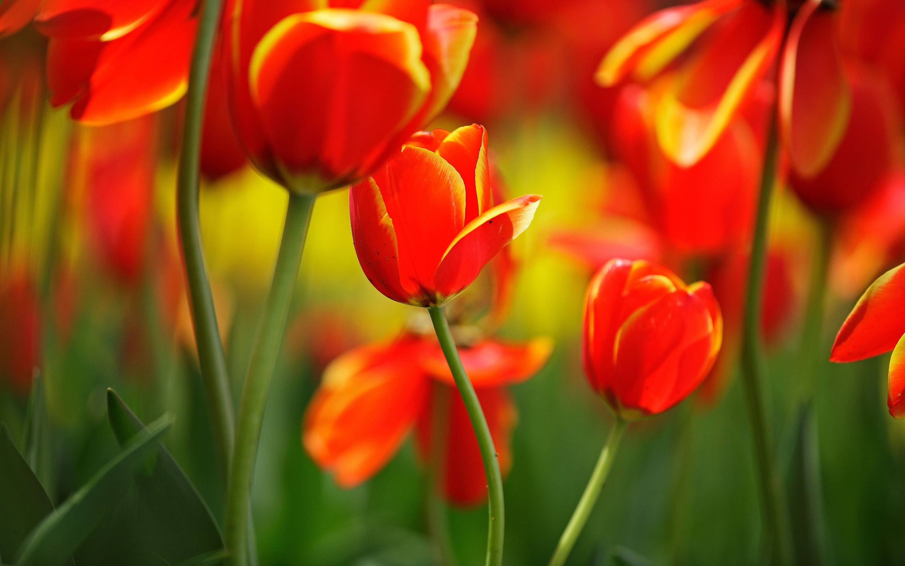 2880x1800 Red tulip buds Wallpaper, Desktop