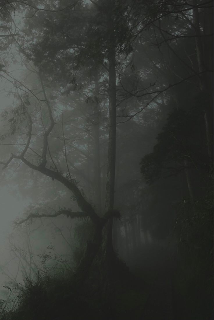 740x1100 grunge fairycore forest. Dark forest aesthetic, Fantasy landscape, Dark green aesthetic, Phone