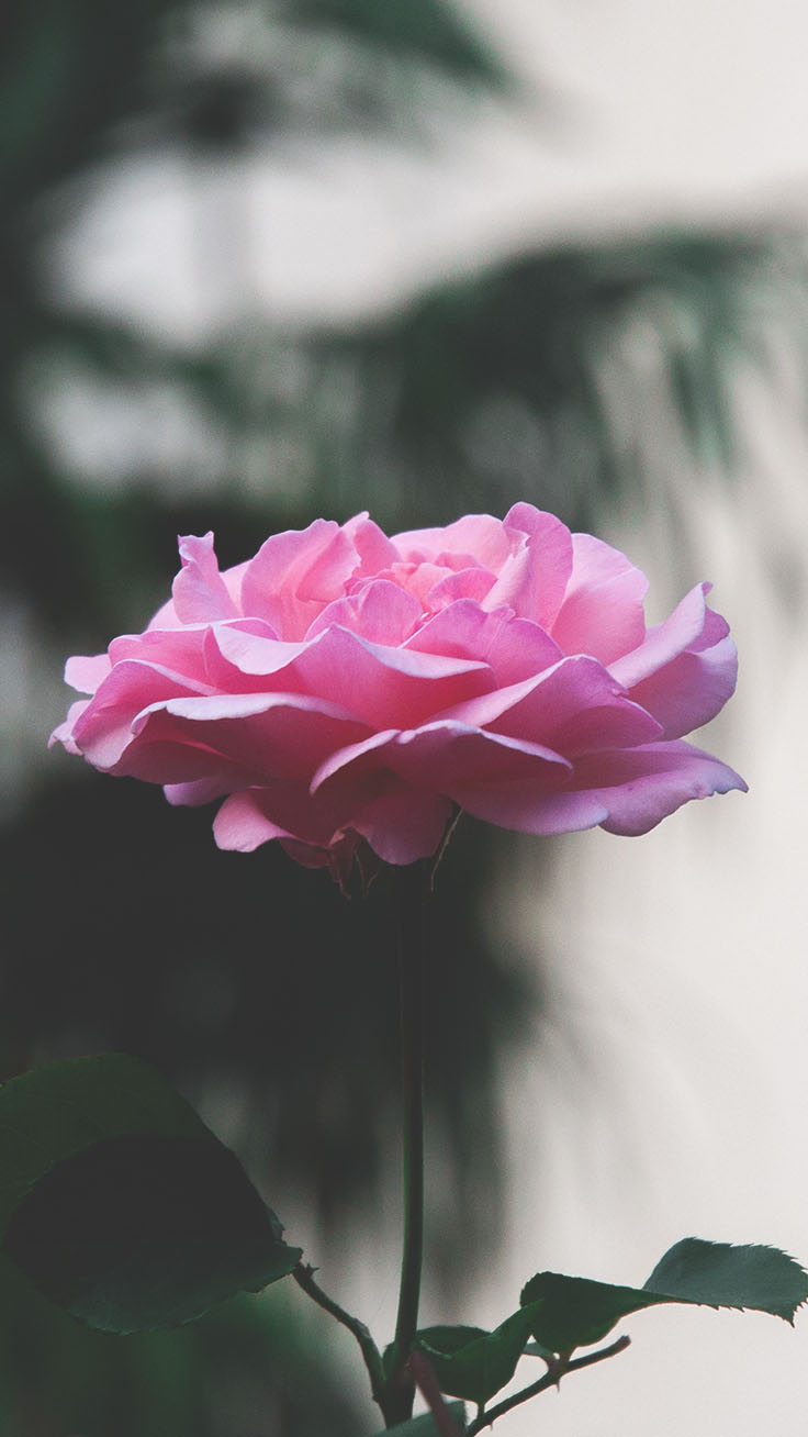 740x1310 Romantic Roses iPhone X Wallpaper, Phone