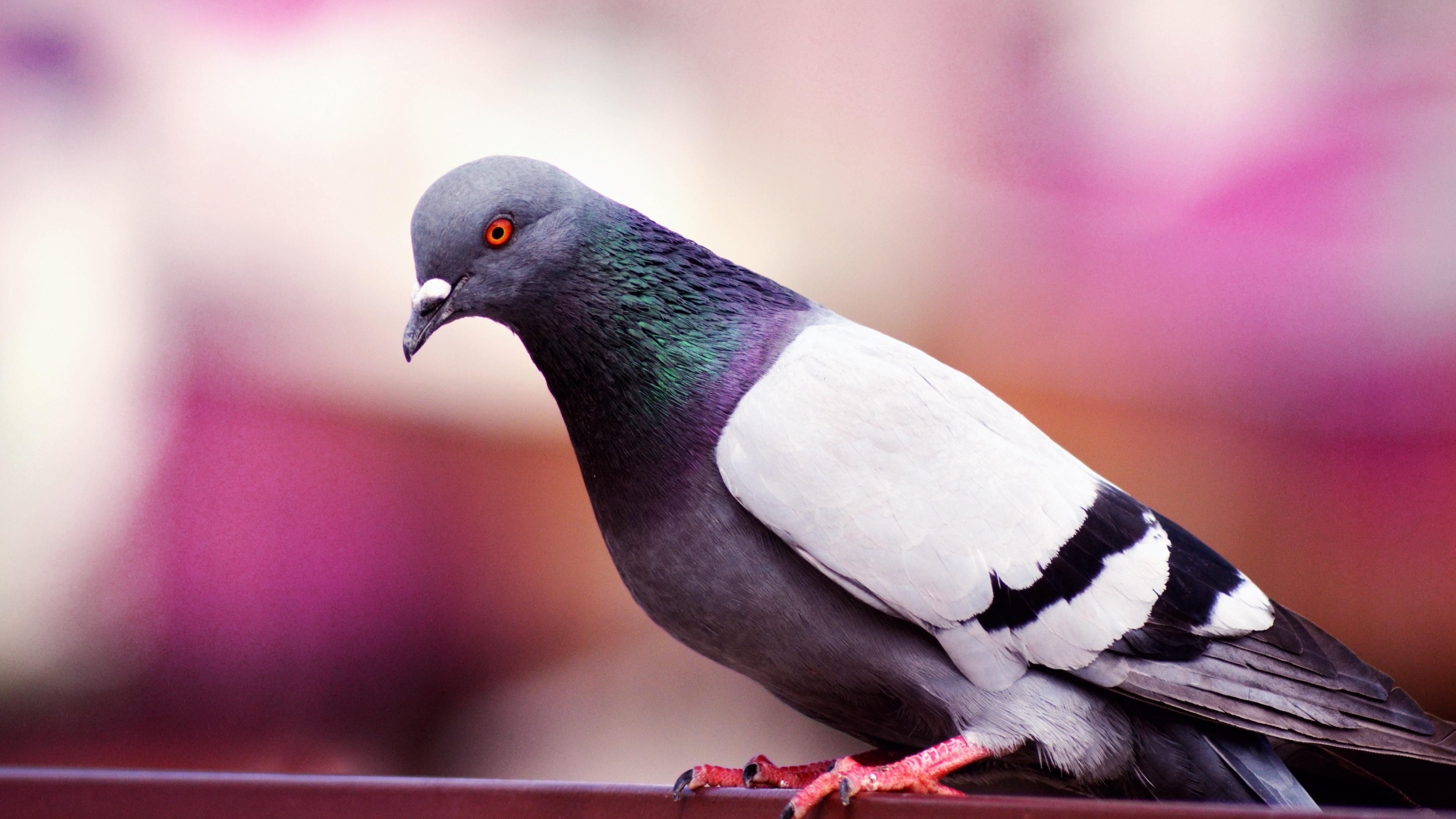 3840x2160 Download wallpaper  dove, bird, color 4k uhd 16:9, Desktop