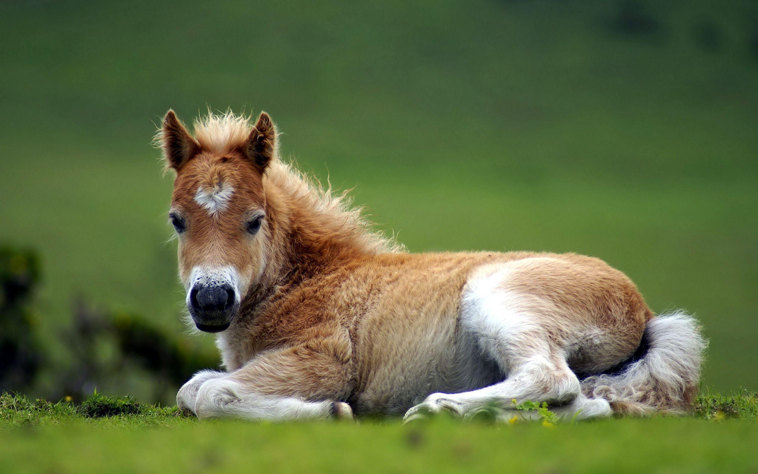 2560x1600 Baby Horse Background, Desktop