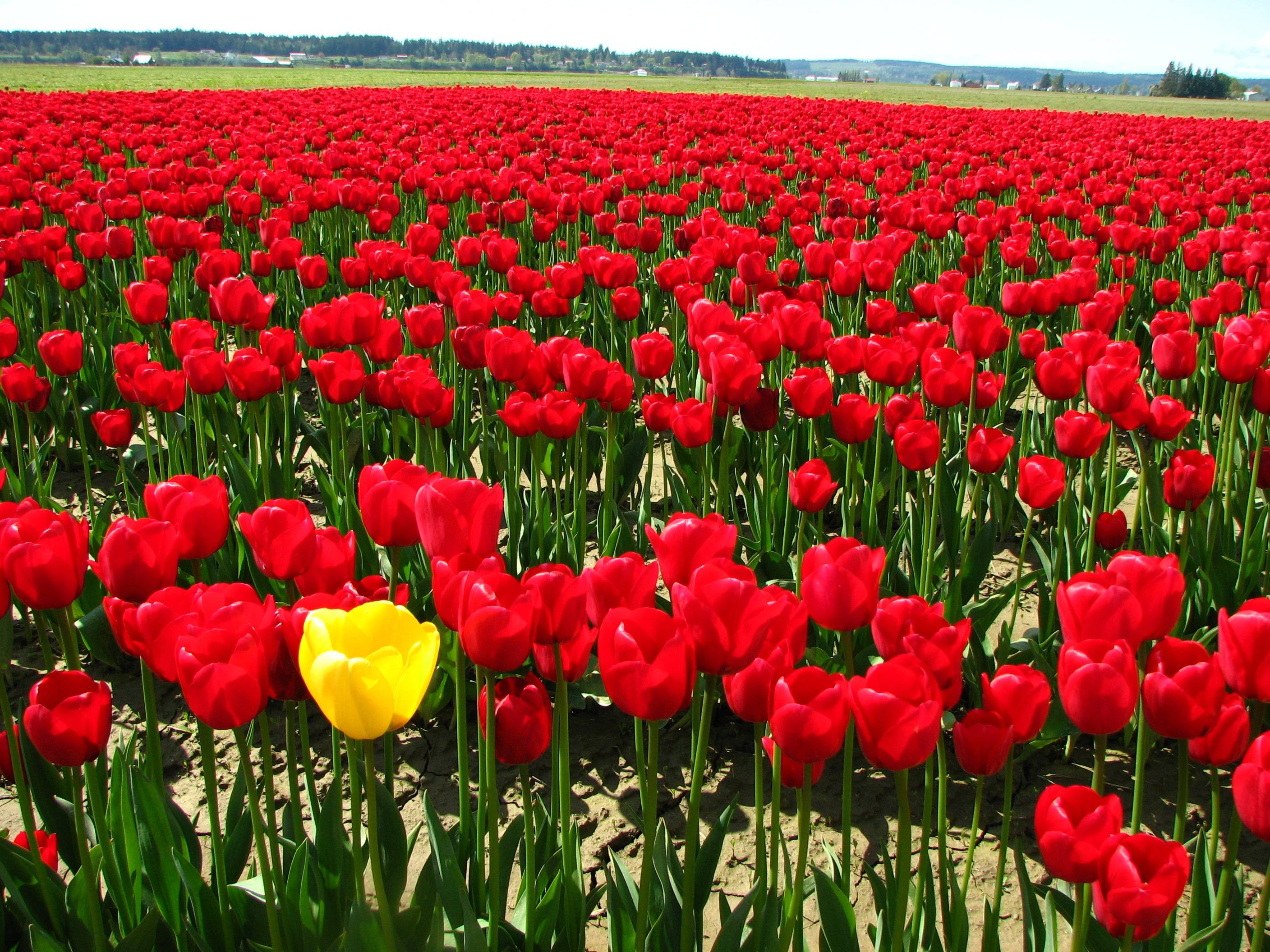 2820x2120 Flowers For > Single Red Tulip Flowers, Desktop