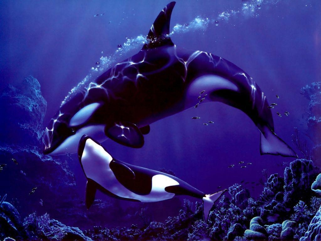 1030x770 image For > Orca Wallpaper, Desktop