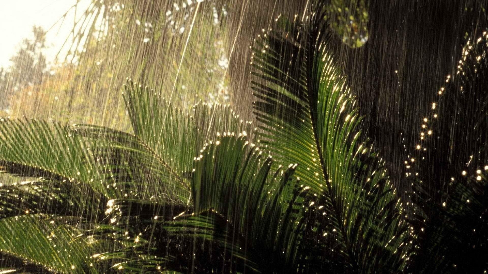 1920x1080 Jungle HD Wallpaper, Desktop