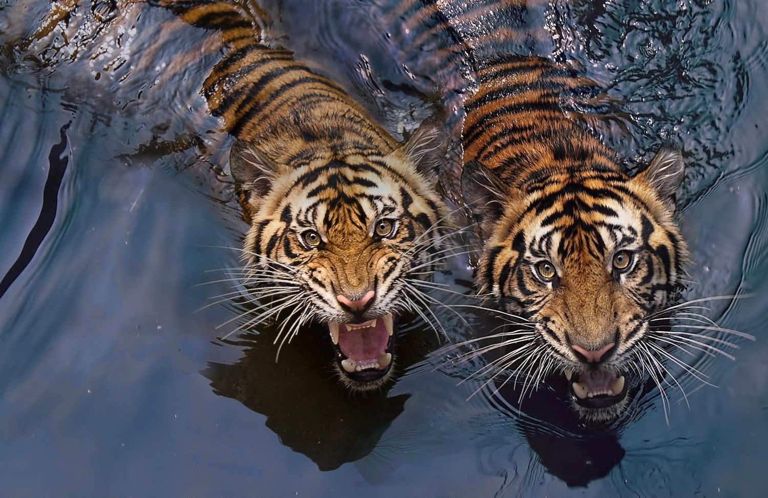 1500x980 Tiger Photography. Tigers Photo That Will Leave You Spellbound, Desktop