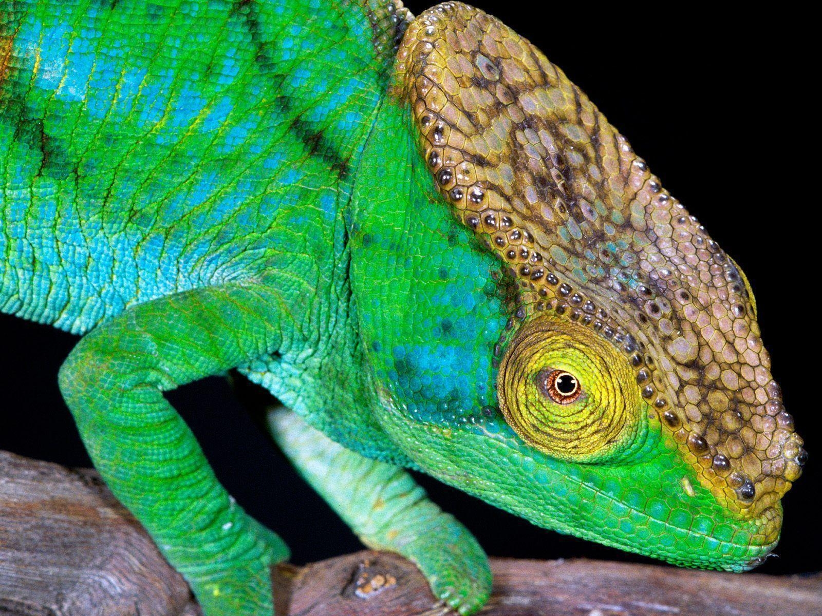 1600x1200 WALLPAPERS. Reptiles From Around The World, Desktop