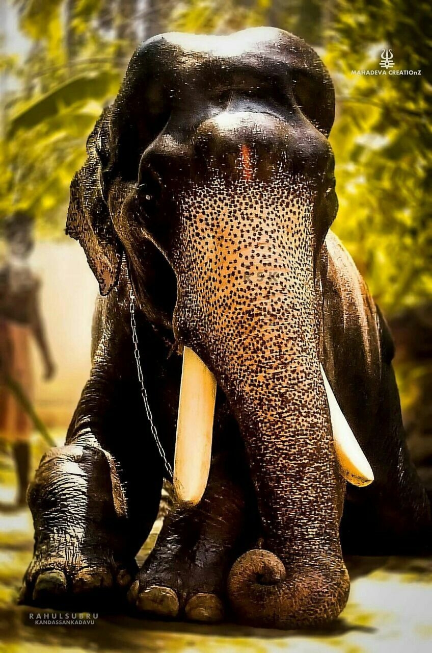 850x1280 Wallpaper Nature Kerala Elephant, Phone