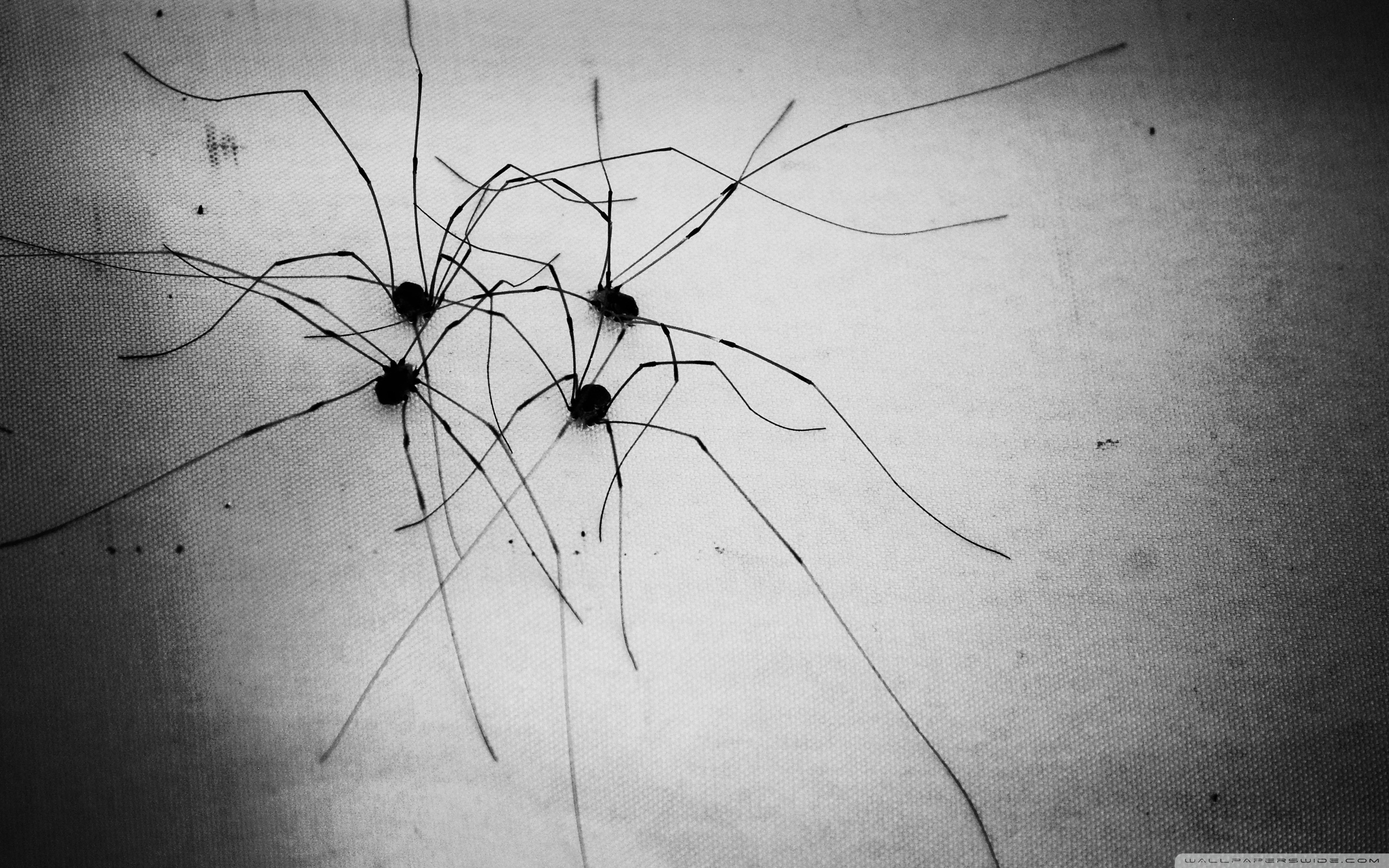 2560x1600 Granddaddy Longlegs Ultra HD Desktop Background Wallpaper, Desktop