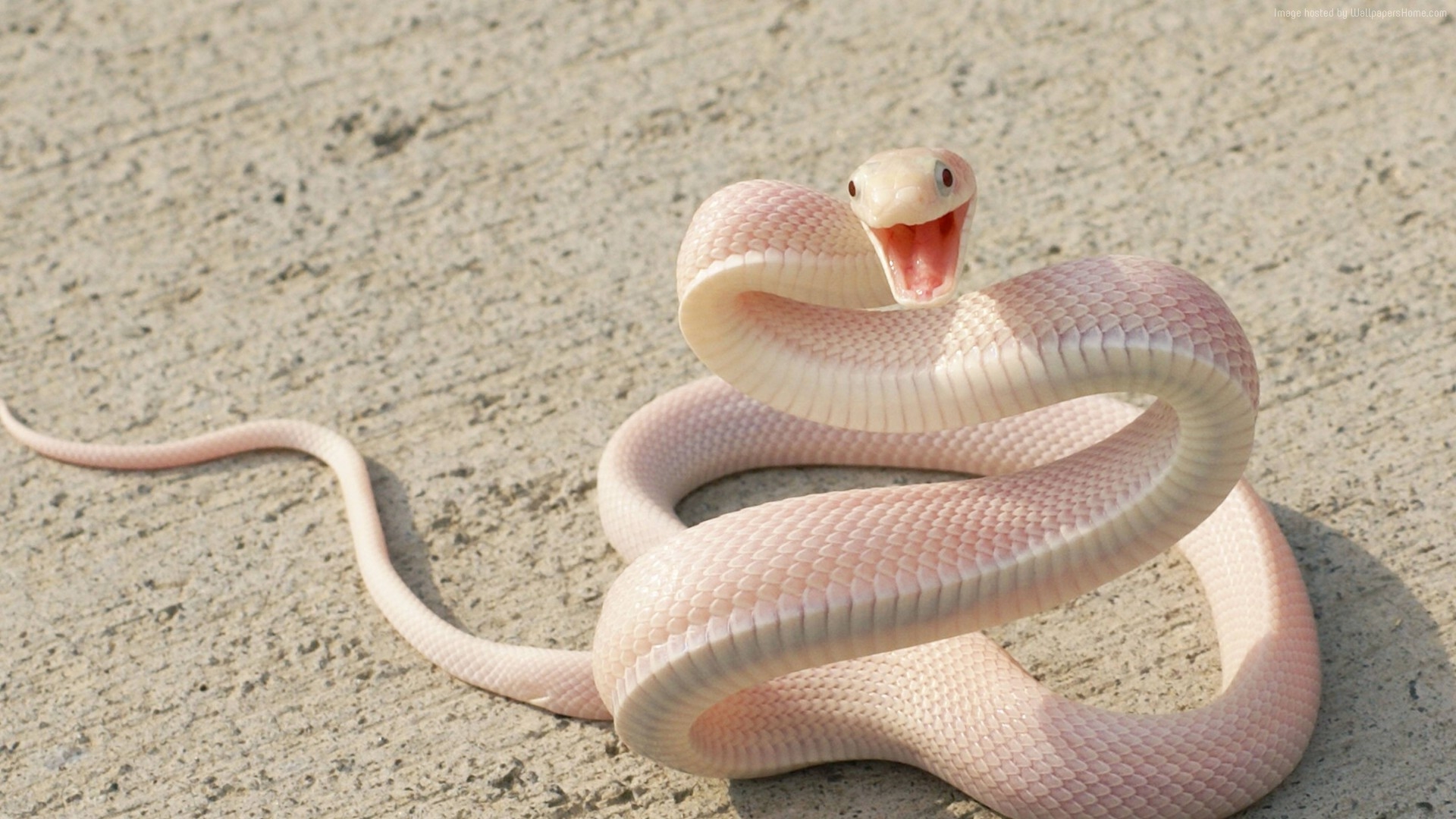 1920x1080 Download Animal Snake HD Wallpaper, Desktop