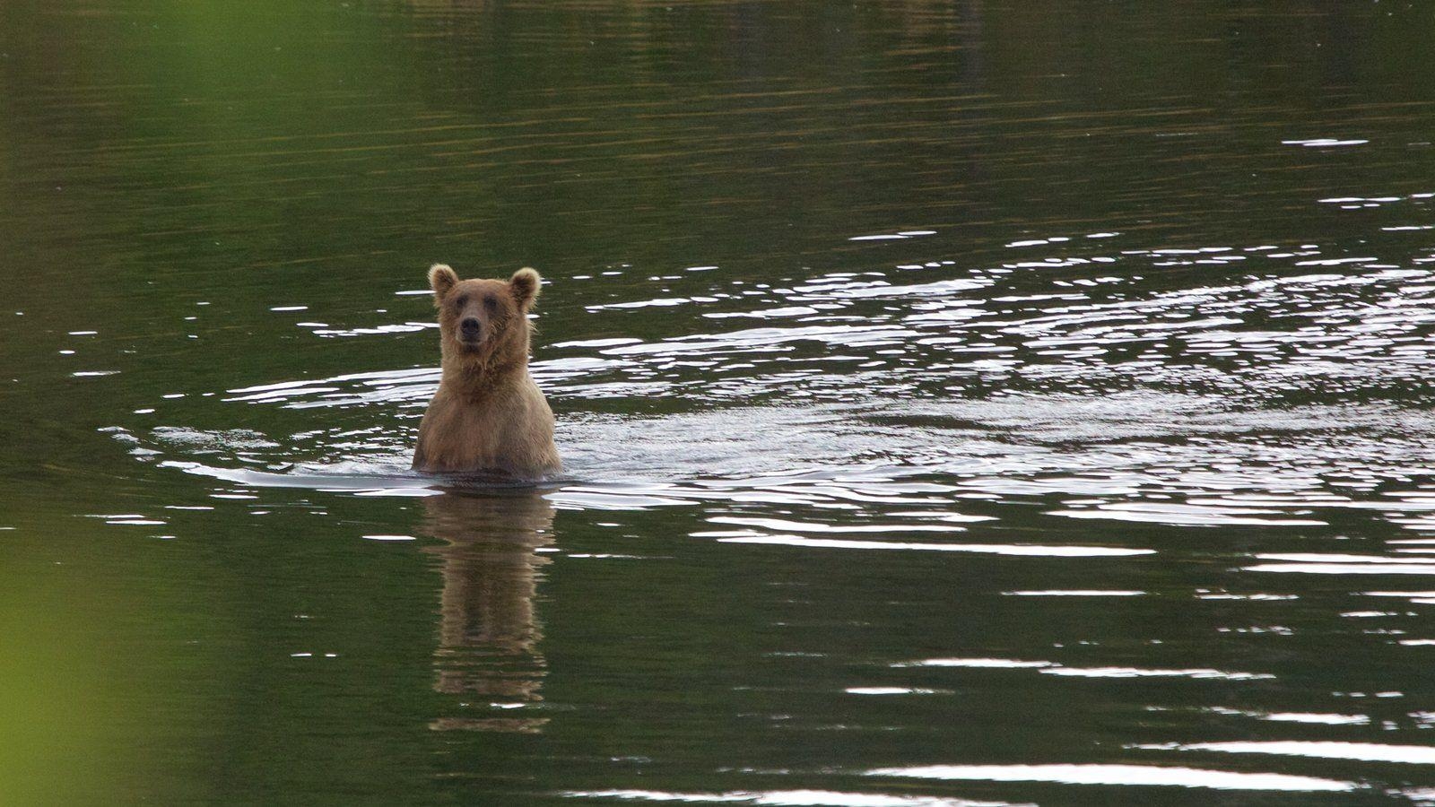 1600x900 Animal Picture: View Image of Katmai National Park and Preserve, Desktop