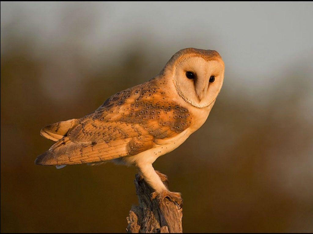 1030x770 Owl Wallpaper HD image, Desktop