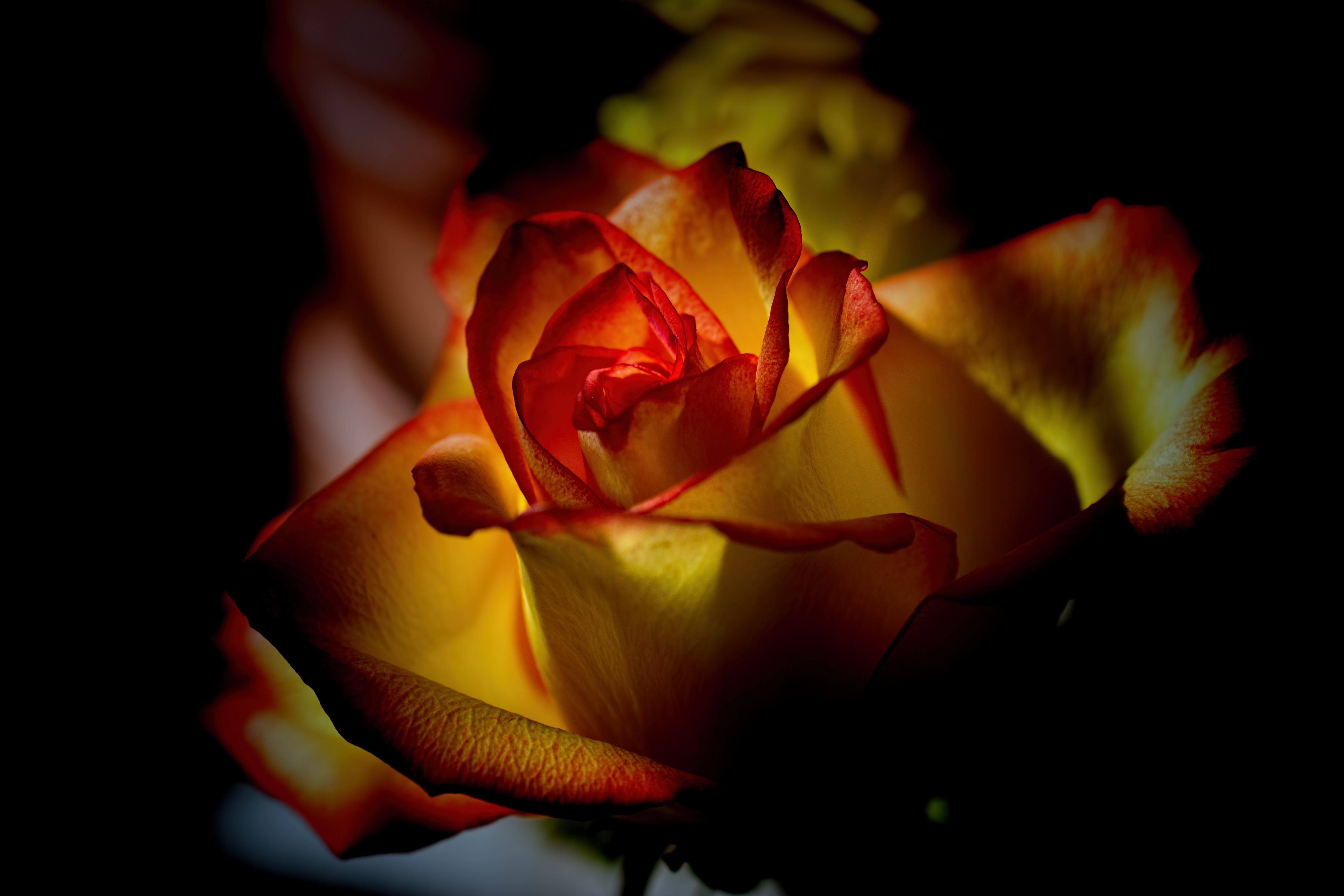 6000x4000 Wallpaper, sunlight, red, sky, winter, closeup, yellow, Wisconsin, light, flower, flora, bud, darkness, petal, computer wallpaper, flowering plant, close up, macro photography, plant stem, still life photography, garden roses, rose family, Desktop