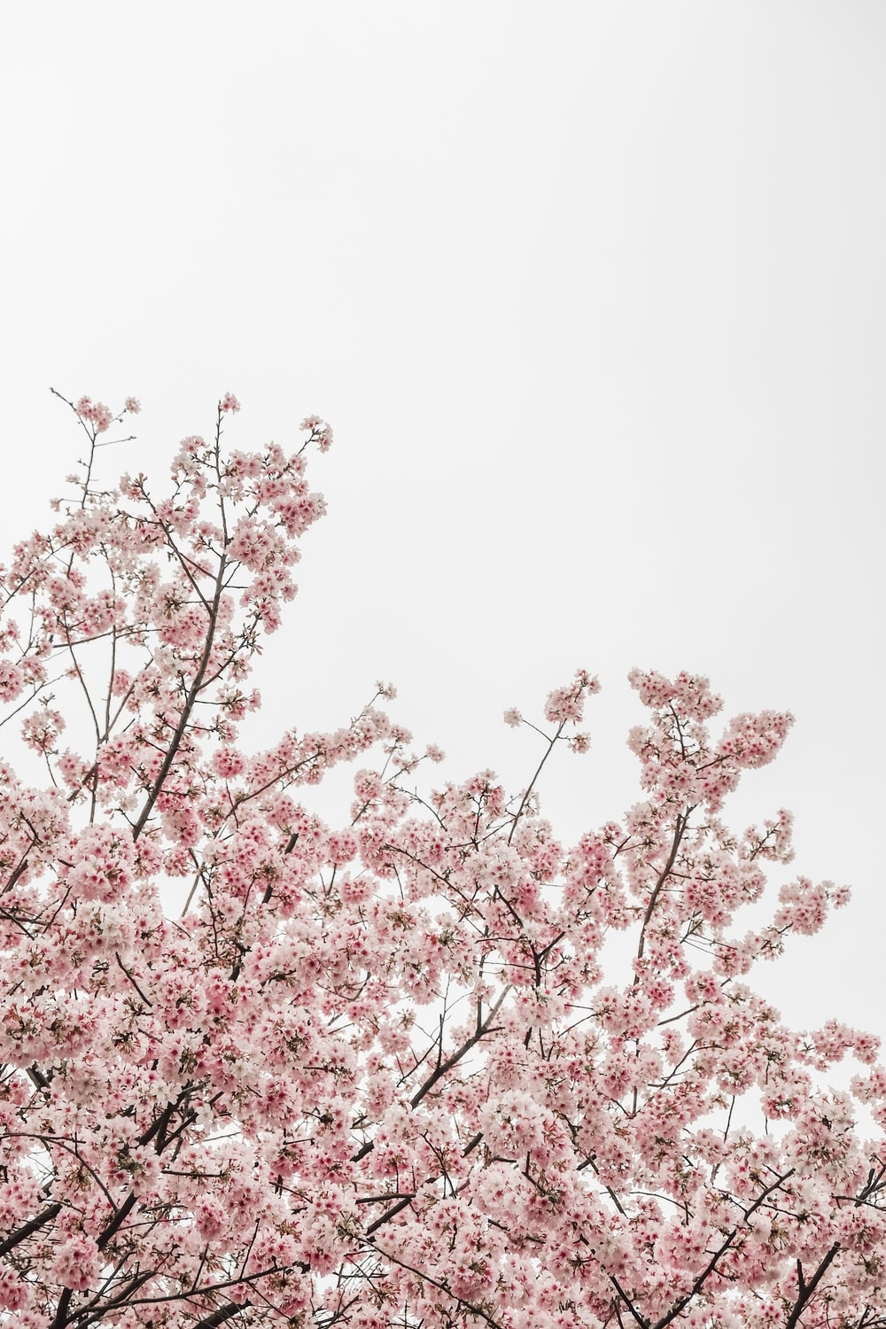 1000x1500 worm's eye view photography of pink cheery blossom tree photo, Phone