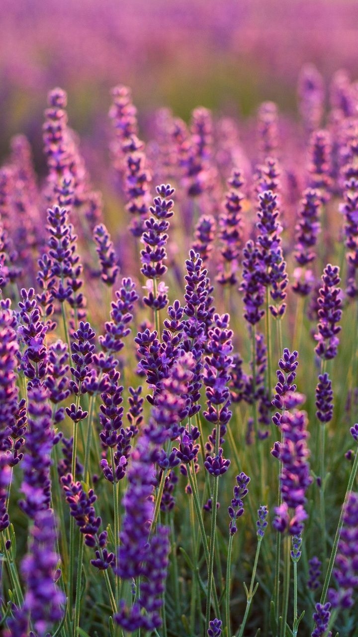 720x1280 Lavender Phone Wallpaper Free Lavender Phone Background, Phone