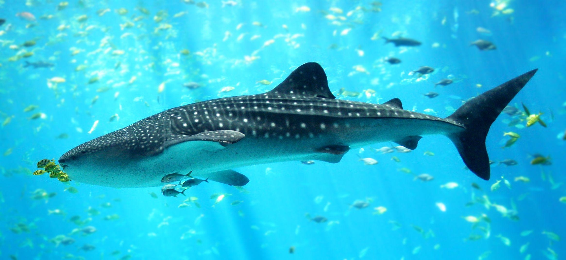 2340x1080 Whale Shark Wallpaper High Quality, Dual Screen