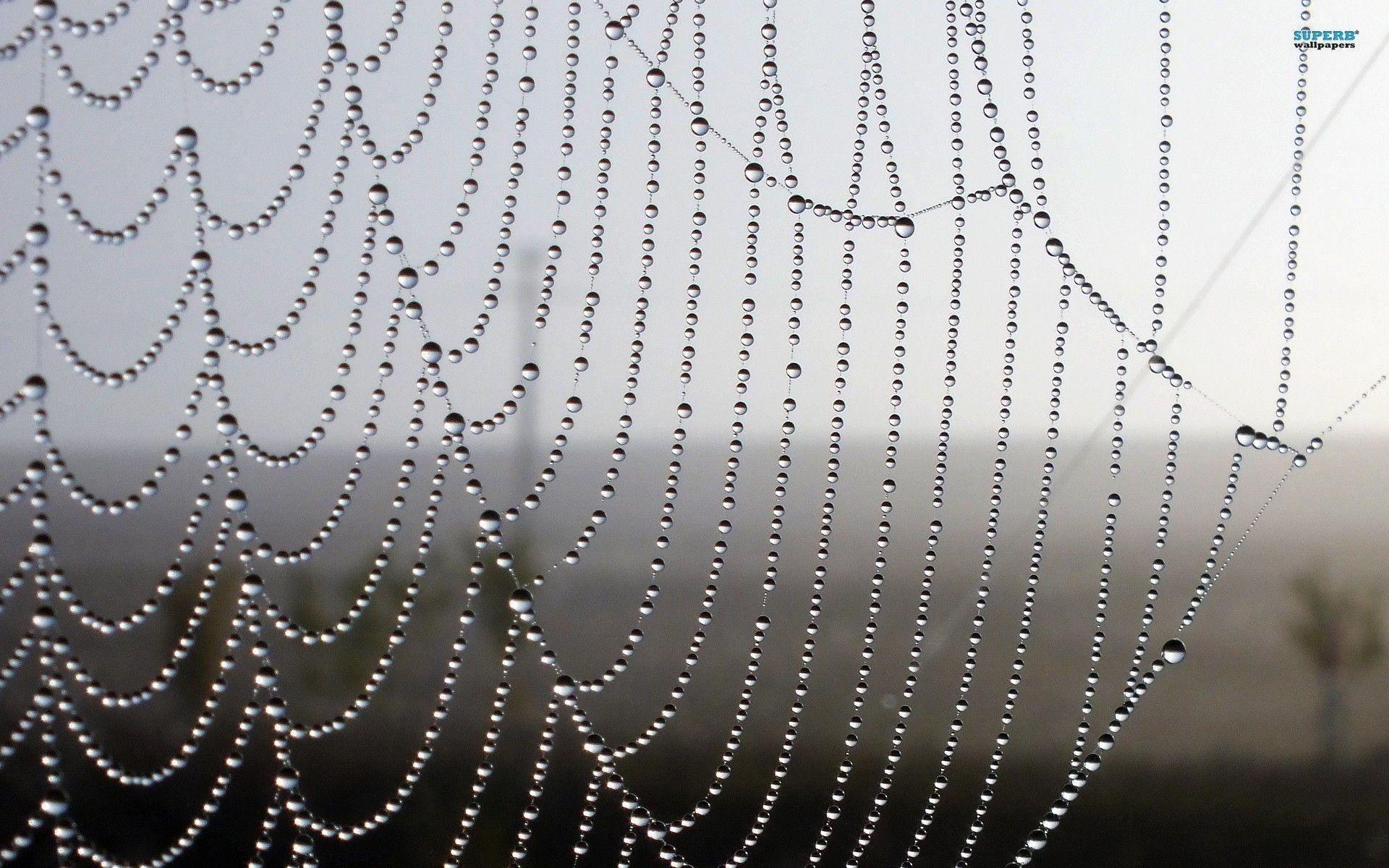 1920x1200 Wet spiderweb wallpaper wallpaper - #, Desktop