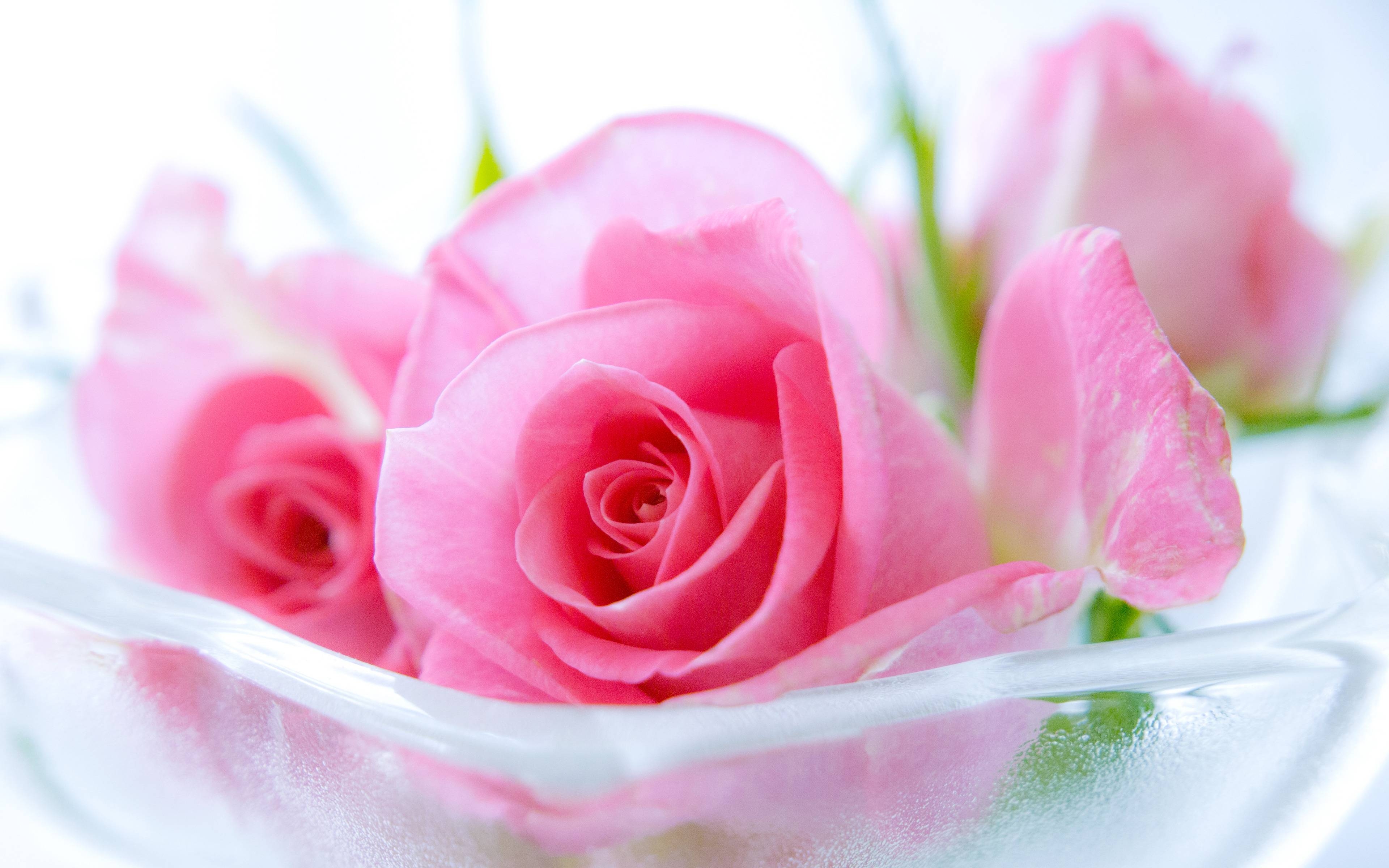 3840x2400 Pink Rose Wallpaper Design, Desktop