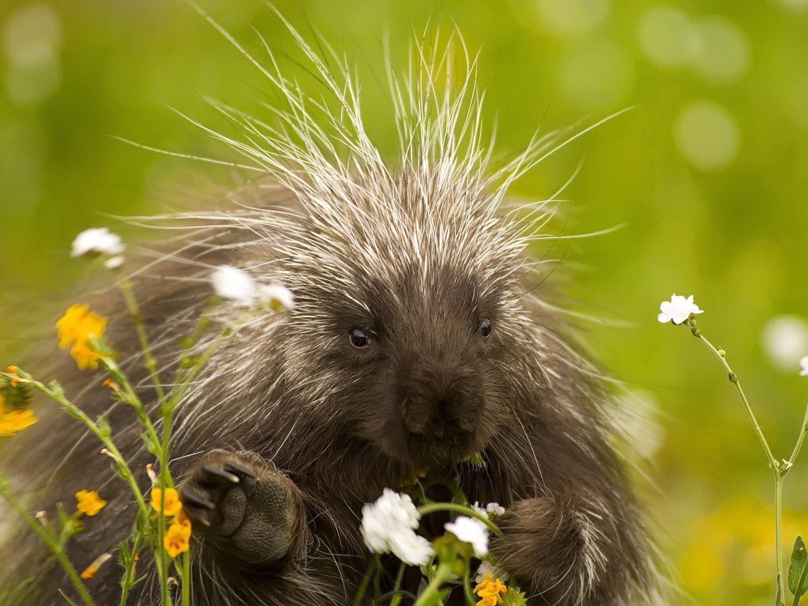 1600x1200 Porcupine Wallpaper Porcupines Animals Wallpaper in jpg format, Desktop