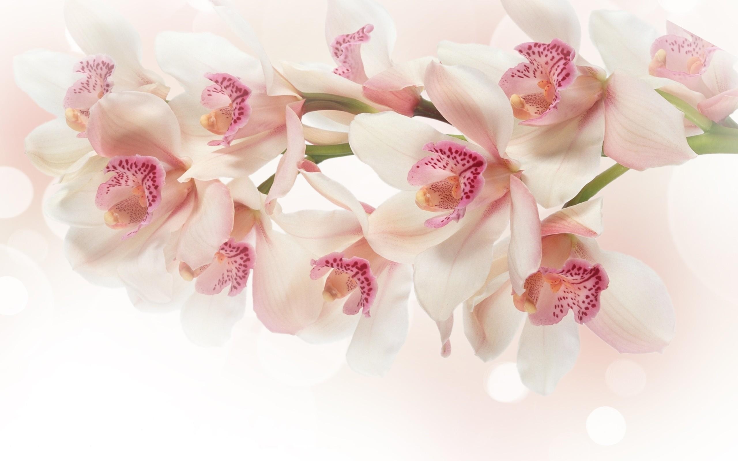 2560x1600 White Orchid Wallpaper, Desktop