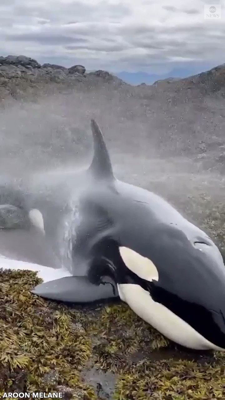 720x1280 ∼Marietta Killer Whale Rescue: An Orca Whale Was Saved After Being Stranded In A Crevice Of Rocks 4ft Above The Tide Line In Alaska. The 20 Ft Orca Was Spotted, Phone