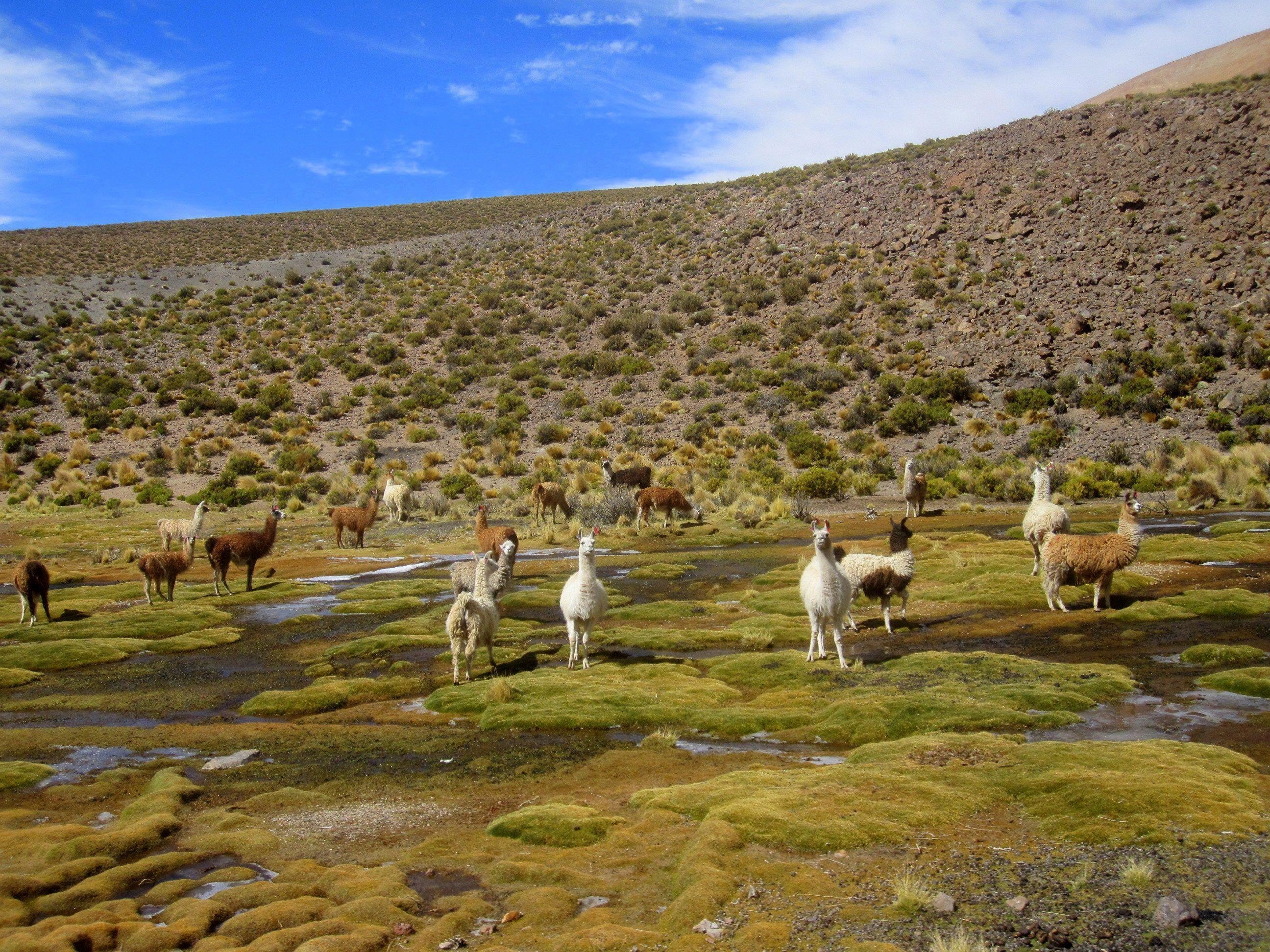 2600x1950 Salar de Uyuni (Bolivia) Artiodactyl Animals, Desktop